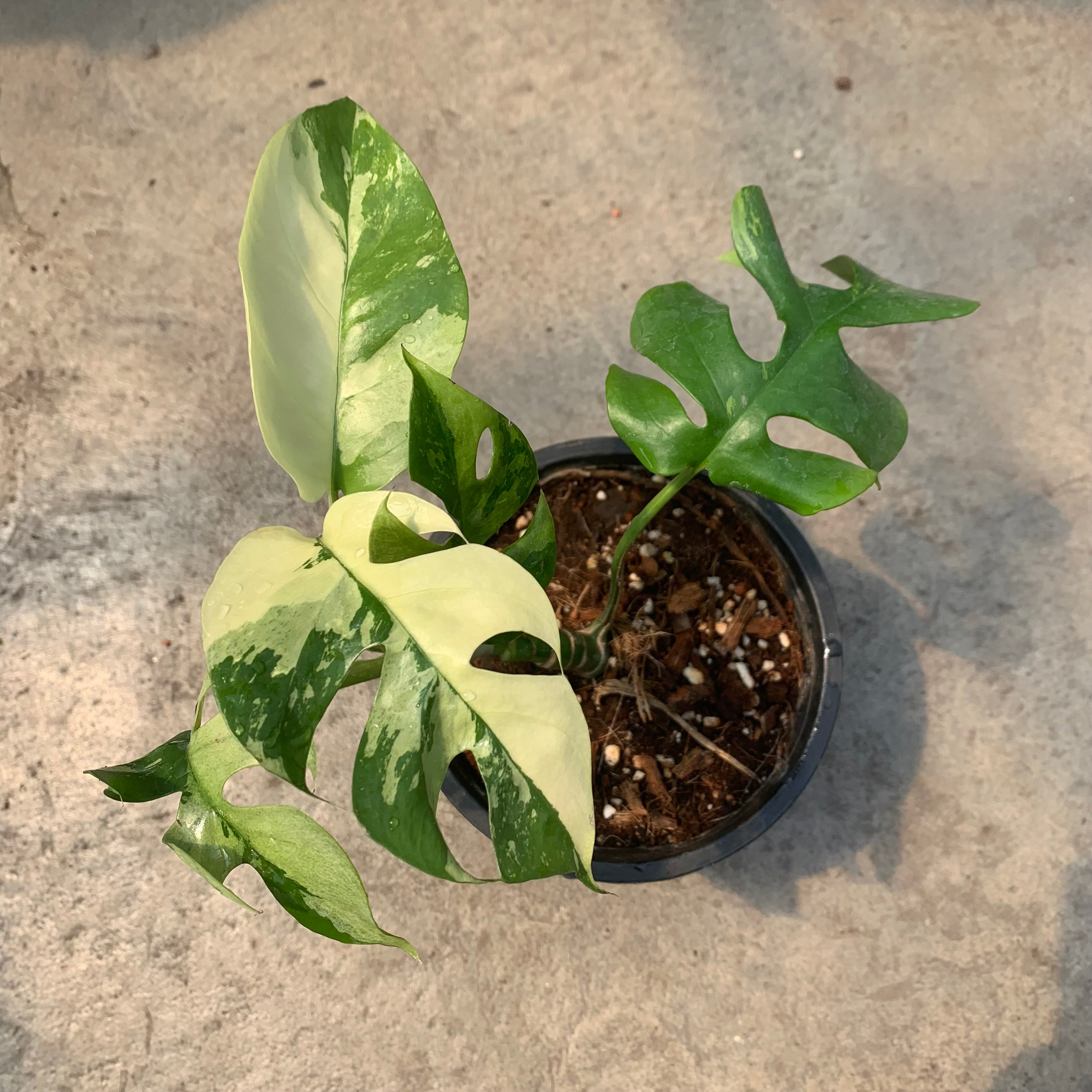 Raphidophora tetrasperma variegata – Serres Lavoie