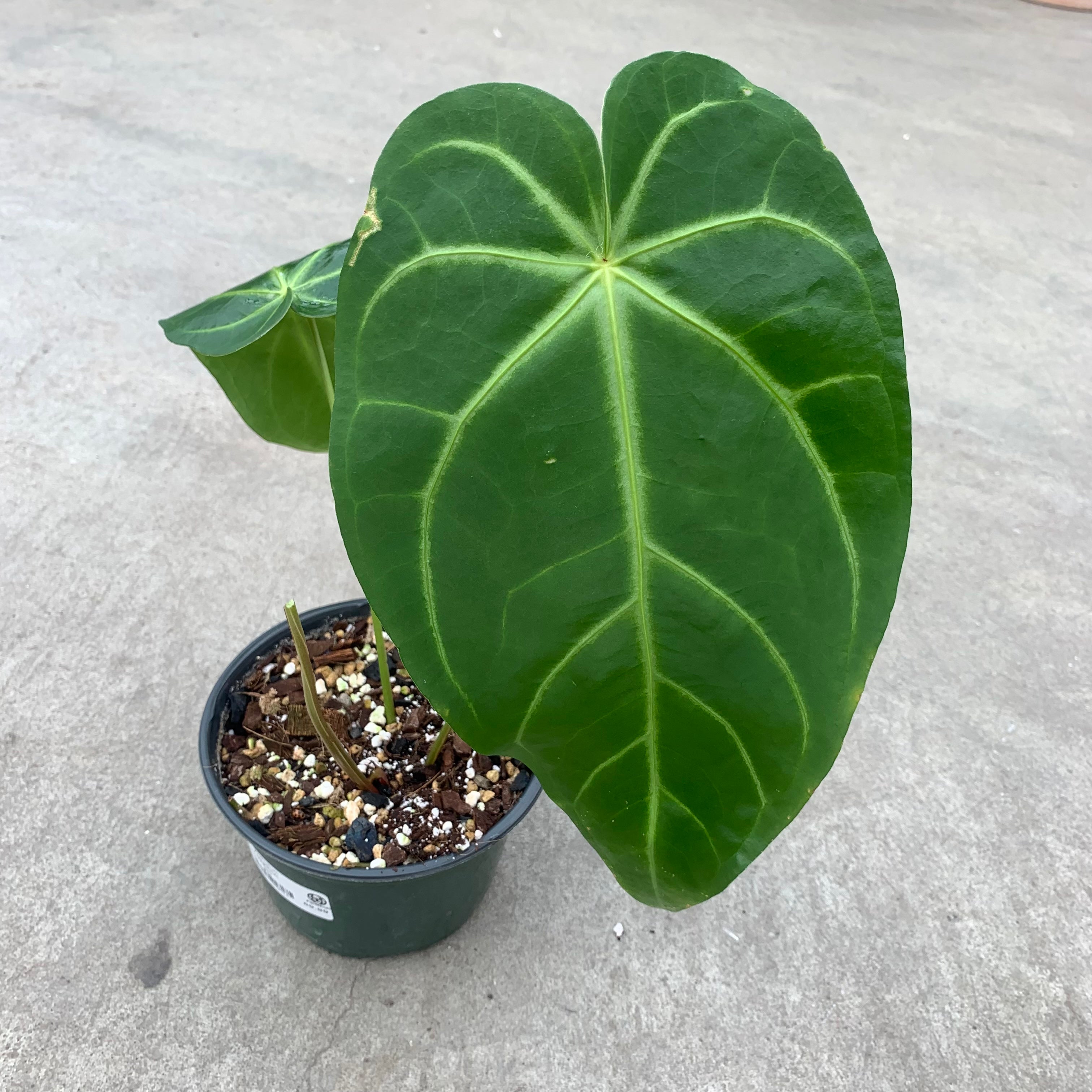 anthurium magnificum dark form Anthurium magnificum dark – Serres Lavoie