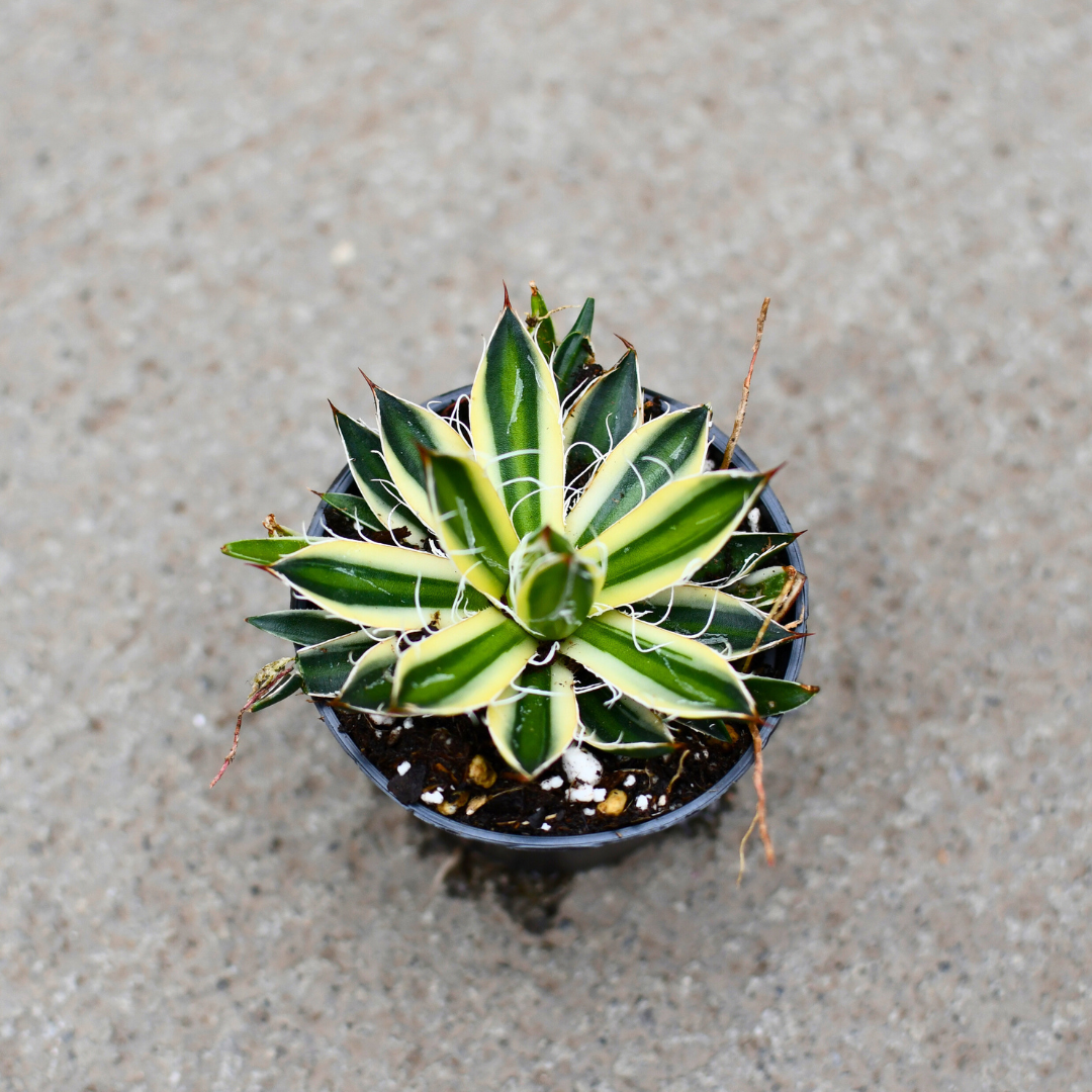 Agave schidigera 'Royal Flush' – Serres Lavoie