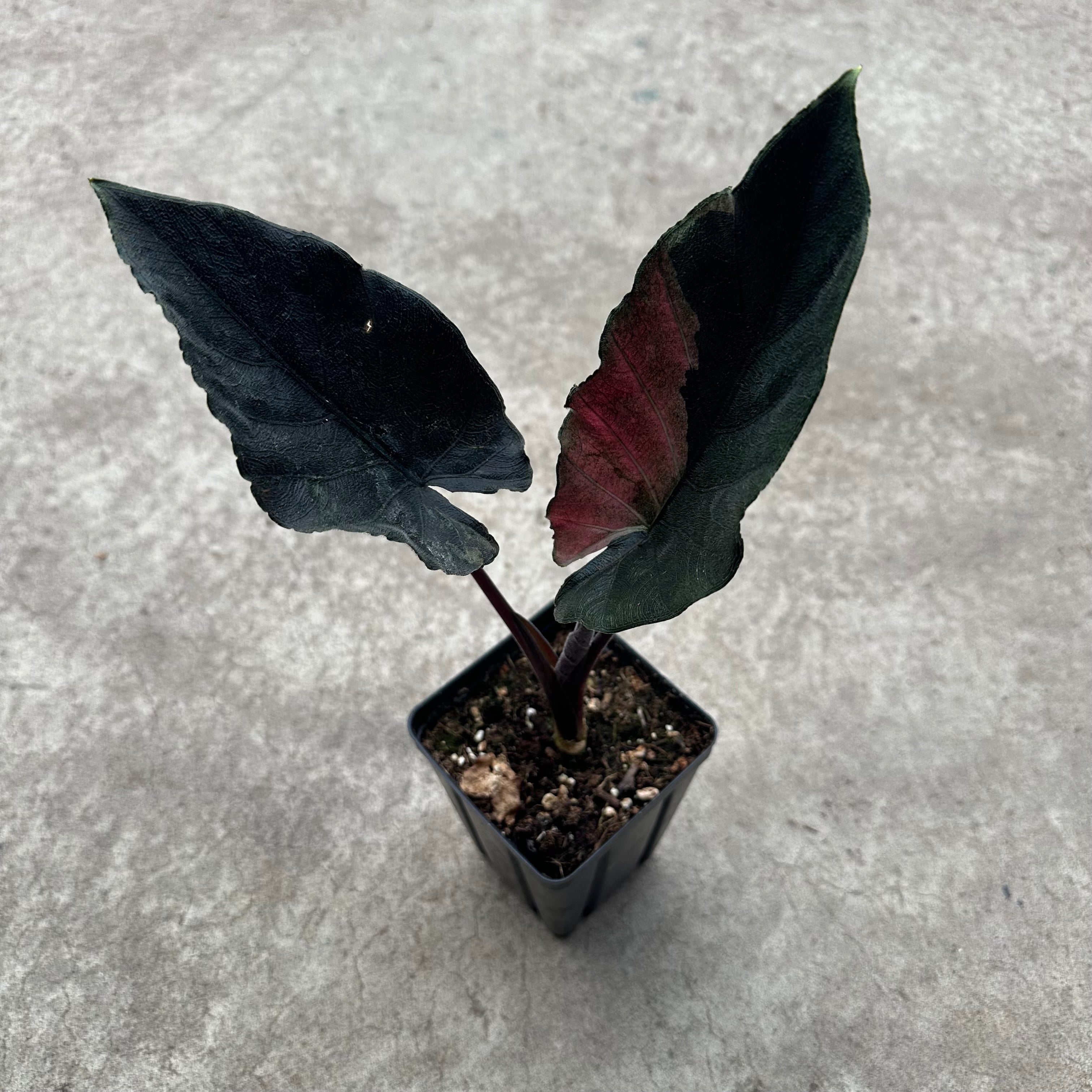 Alocasia chienlii 'Antoro Velvet' variegata – Serres Lavoie
