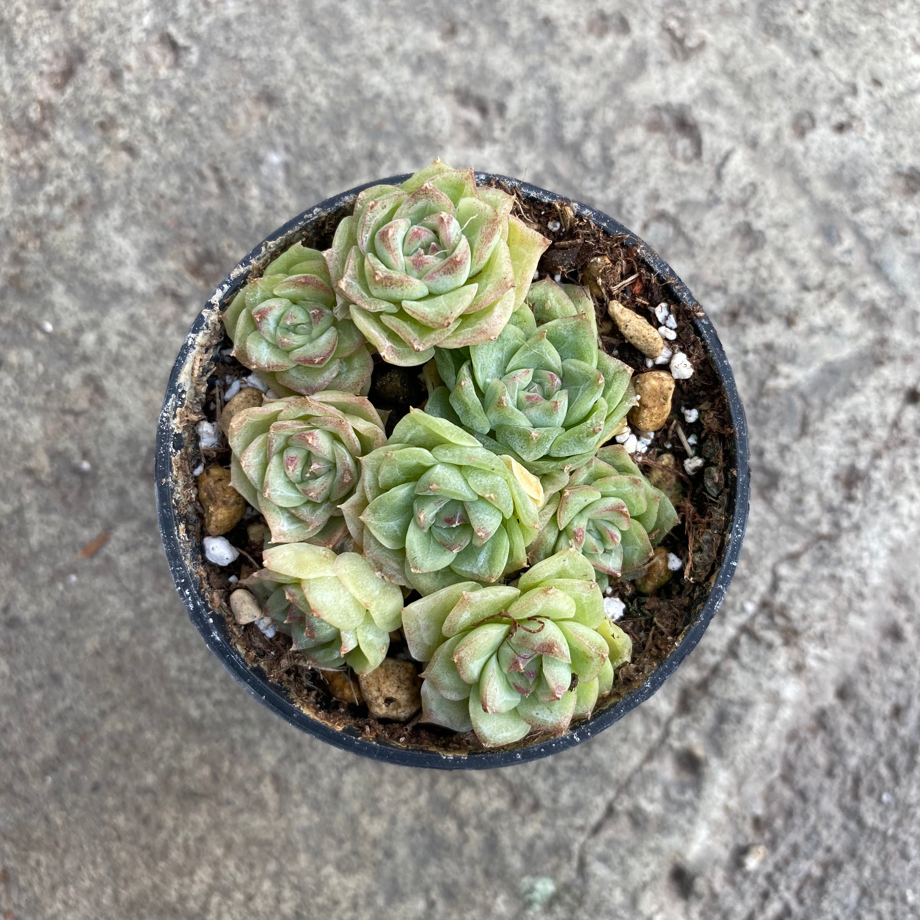 swan succulent Echeveria 'White swan' – Serres Lavoie