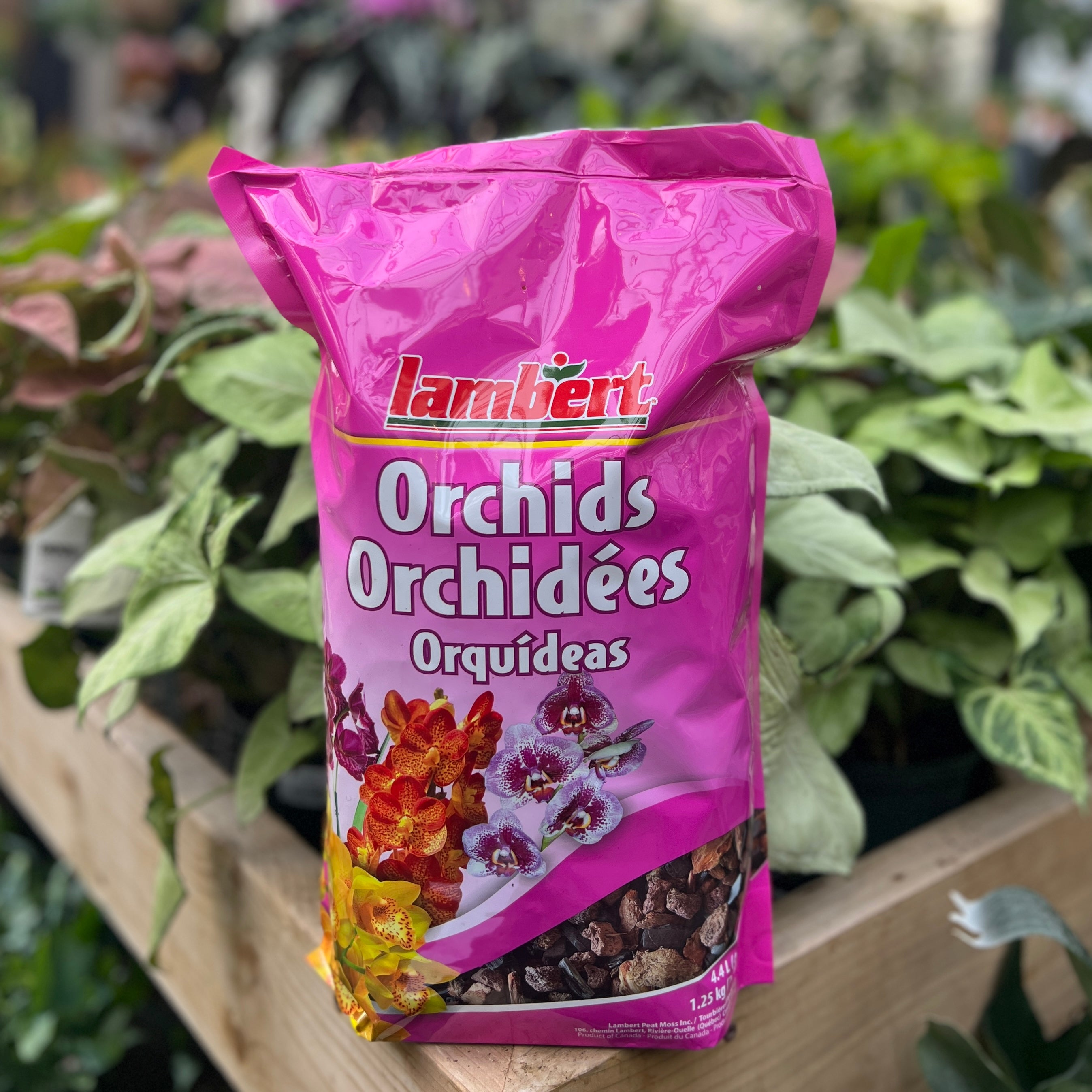 orchid potting mix canada Lambert Orchids – Serres Lavoie