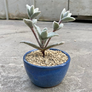 Kalanchoe eriophylla avec pot décoratif