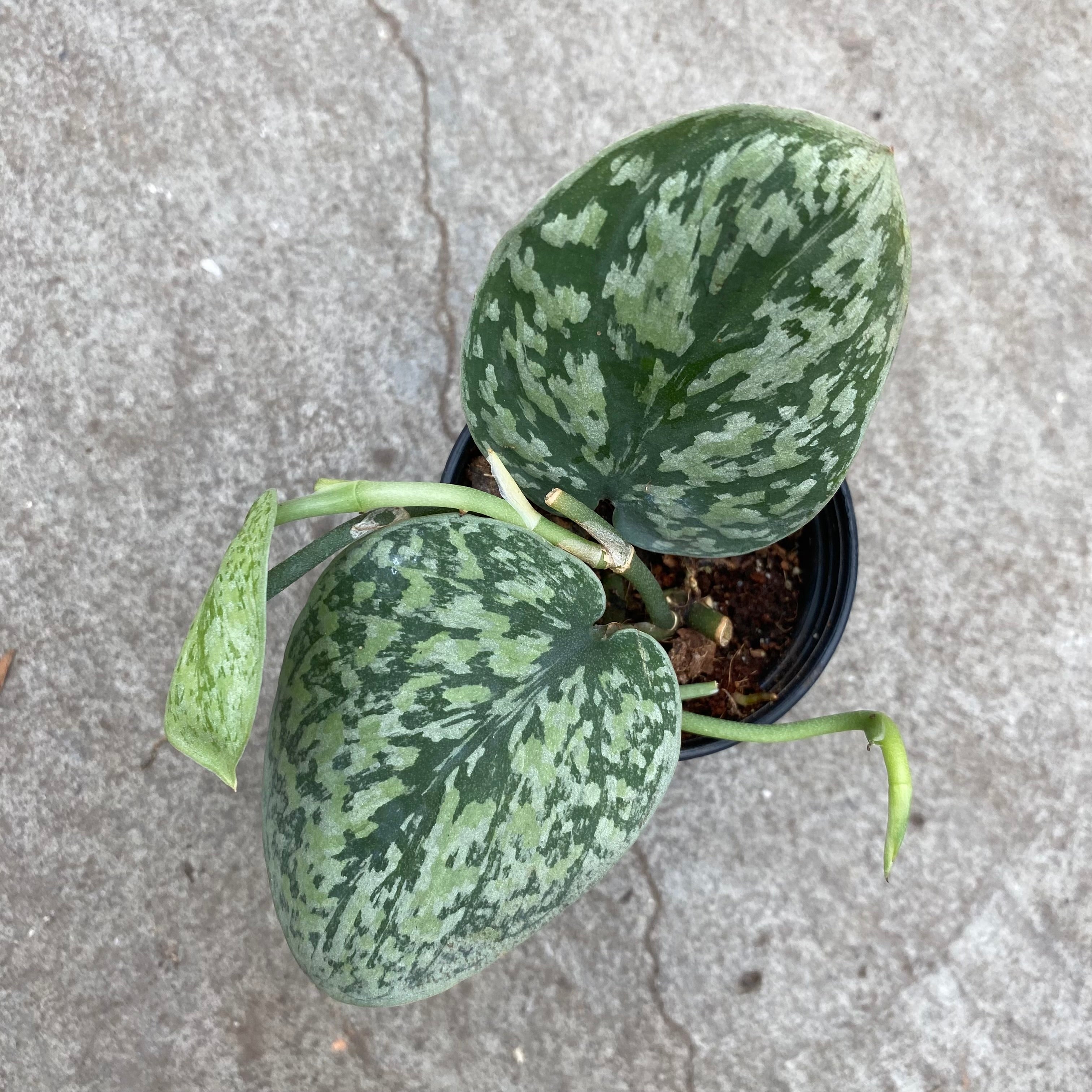 snake scale plant Scindapsus snake scale – Serres Lavoie