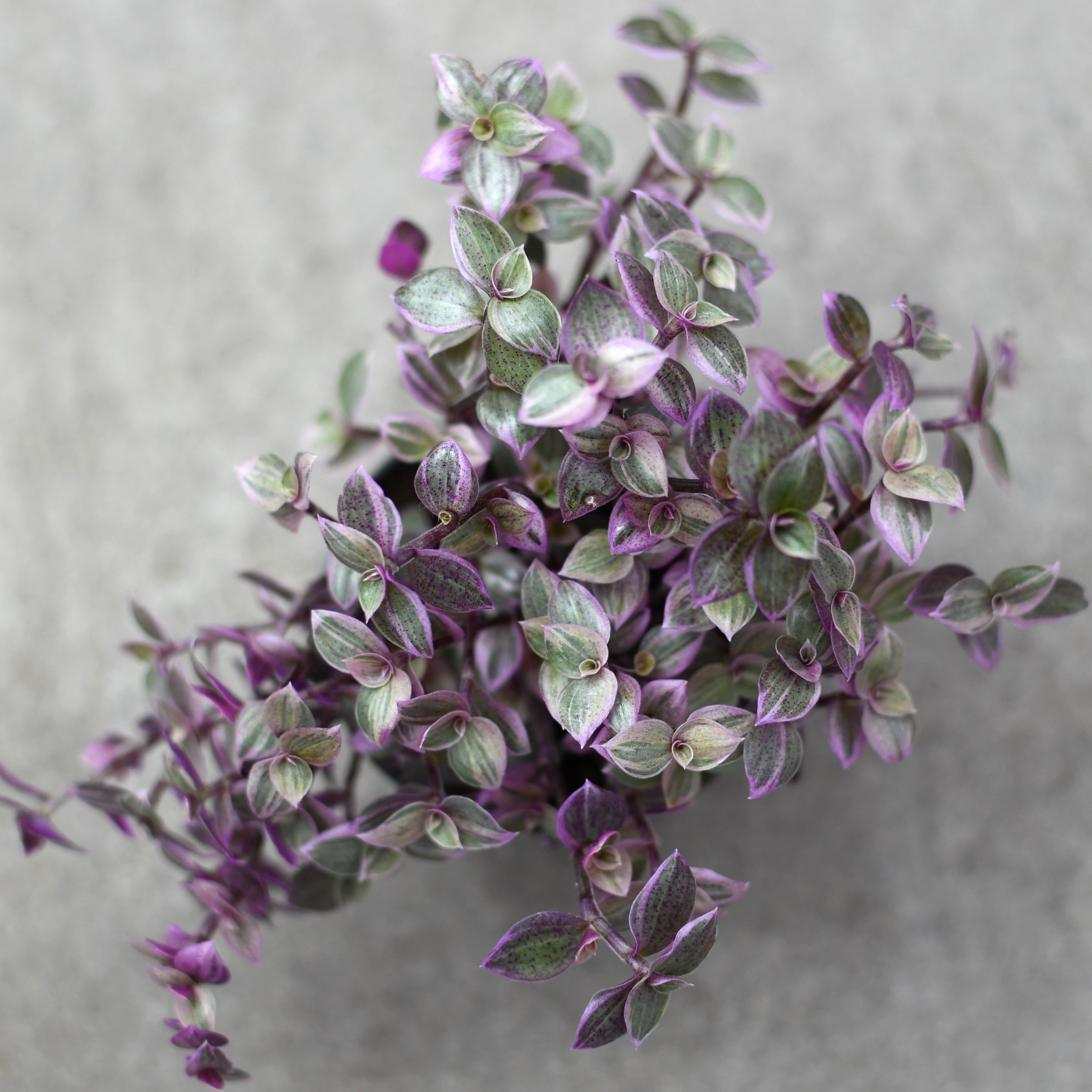 callisia repens pink lady succulent Callisia repens 'Pink lady' – Serres Lavoie