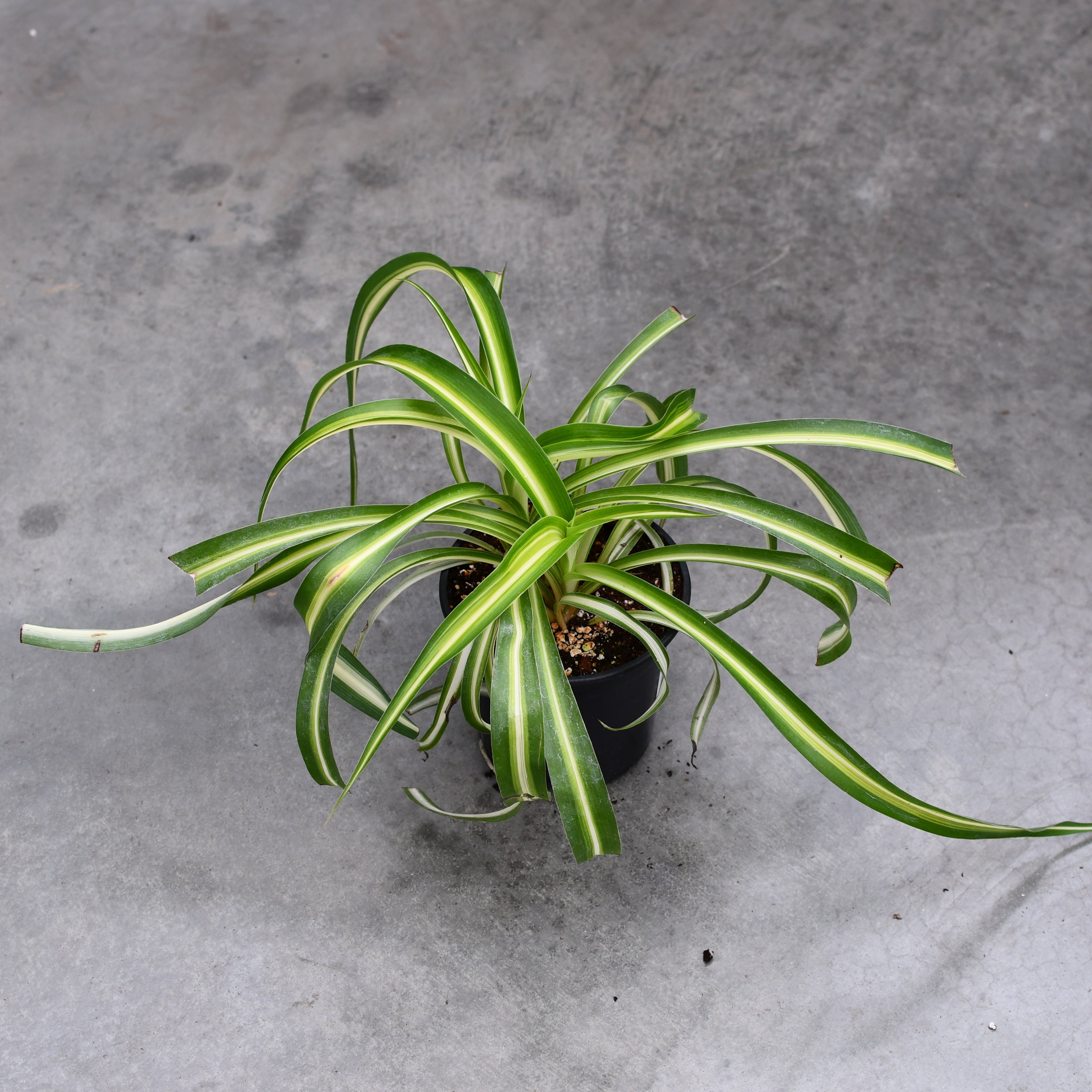 chlorophytum truffaut Chlorophytum laxum 'Bonnie' – Serres Lavoie