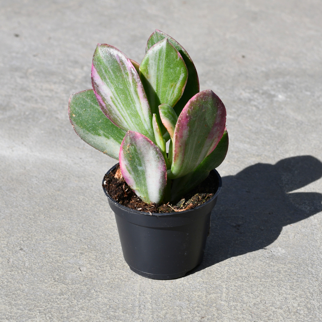 variegated jade plant pink Crassula ovata 'Tricolor' – Serres Lavoie