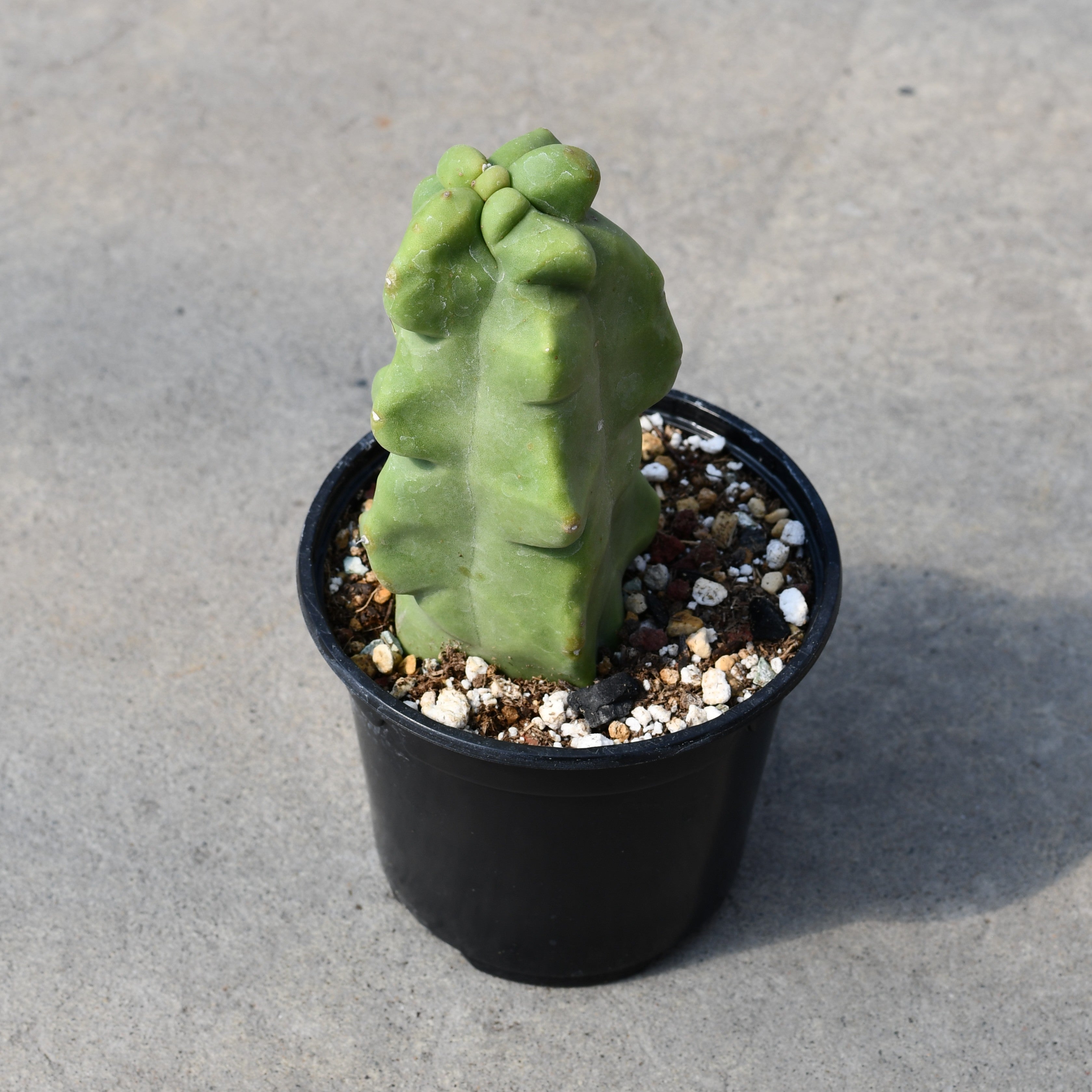 Pachycereus schottii f. monstrosus – Serres Lavoie