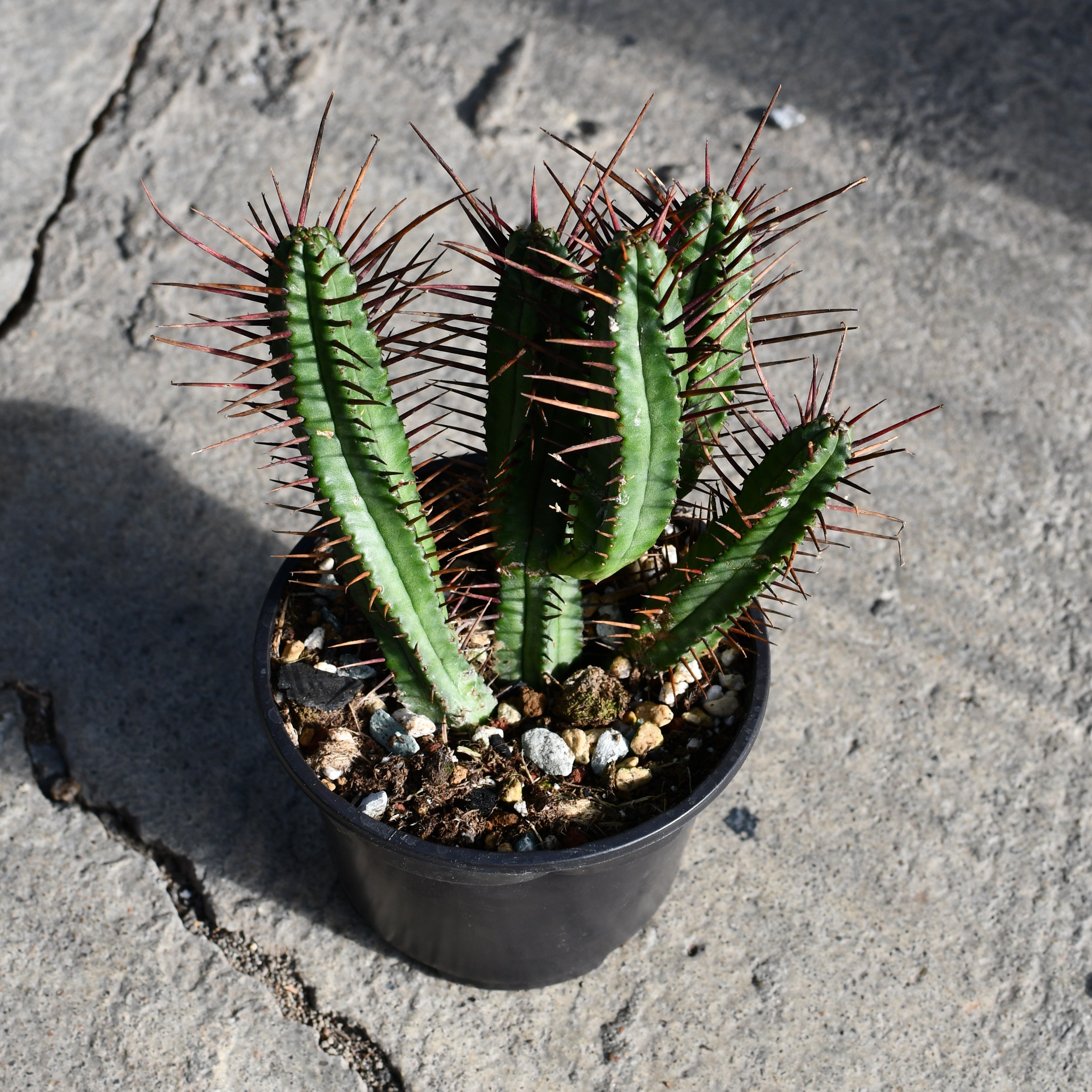 kaktus euphorbia Euphorbia enopla – Serres Lavoie