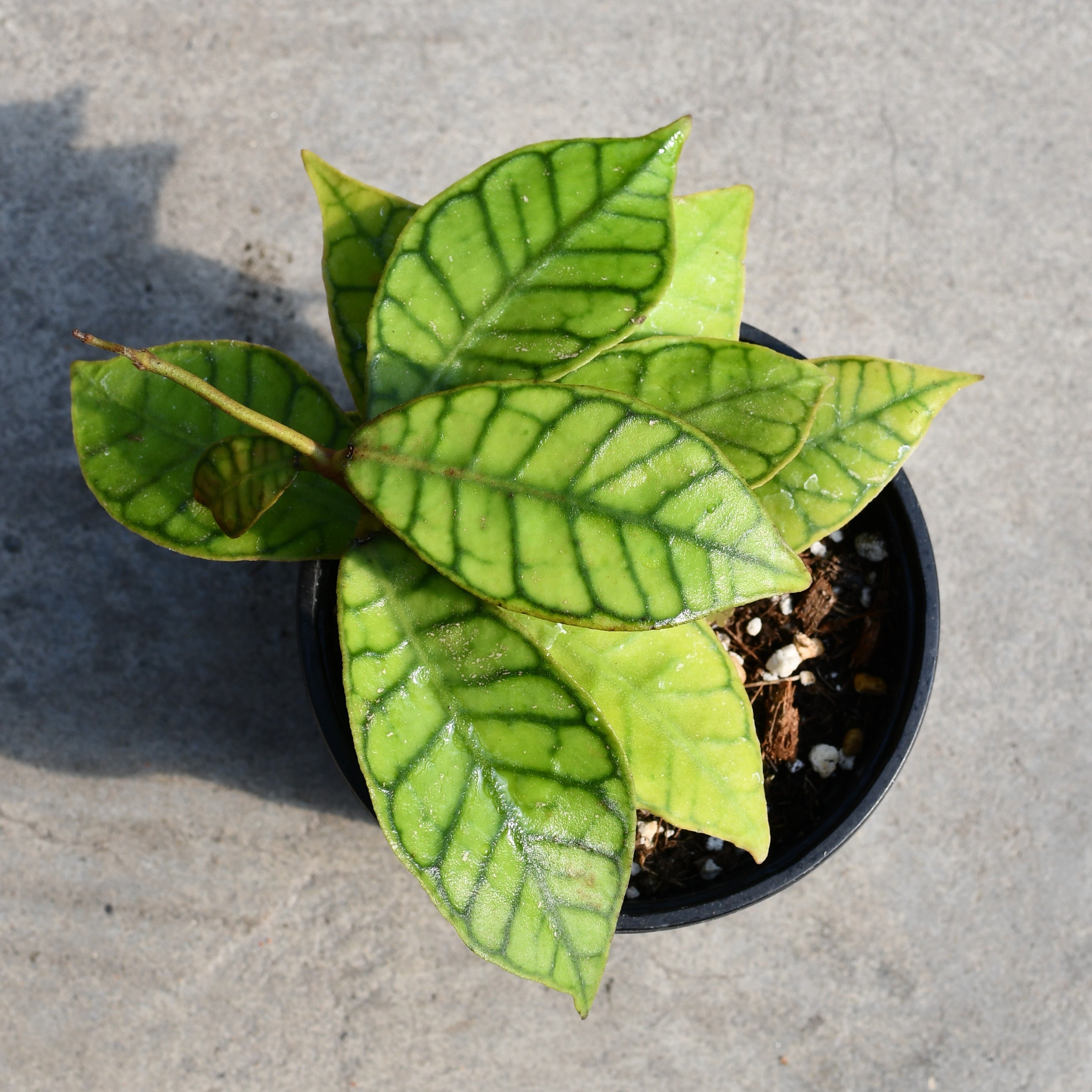 Hoya callistophylla – Serres Lavoie