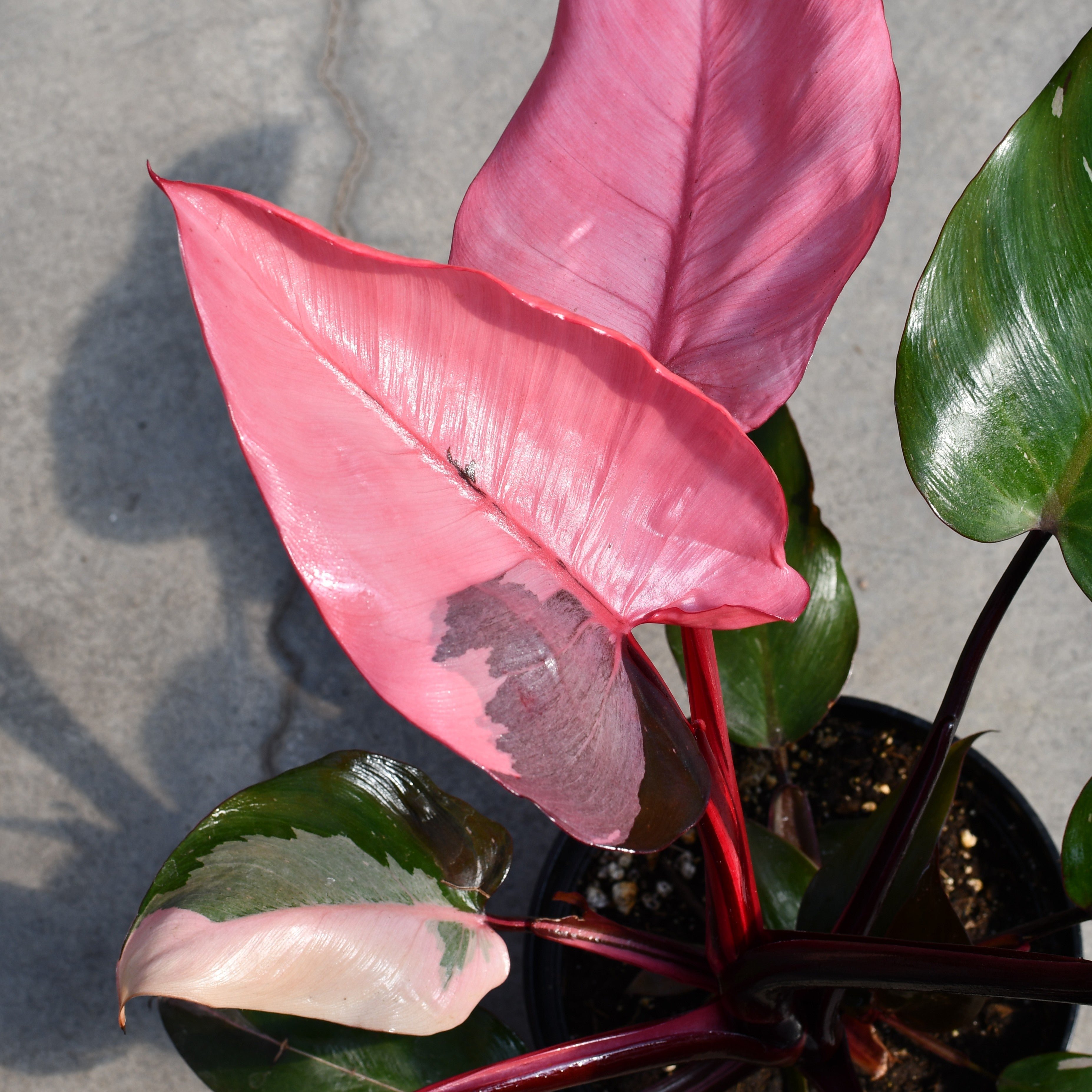 philodendron erubescens pink Philodendron erubescens 'Pink Princess' – Serres Lavoie