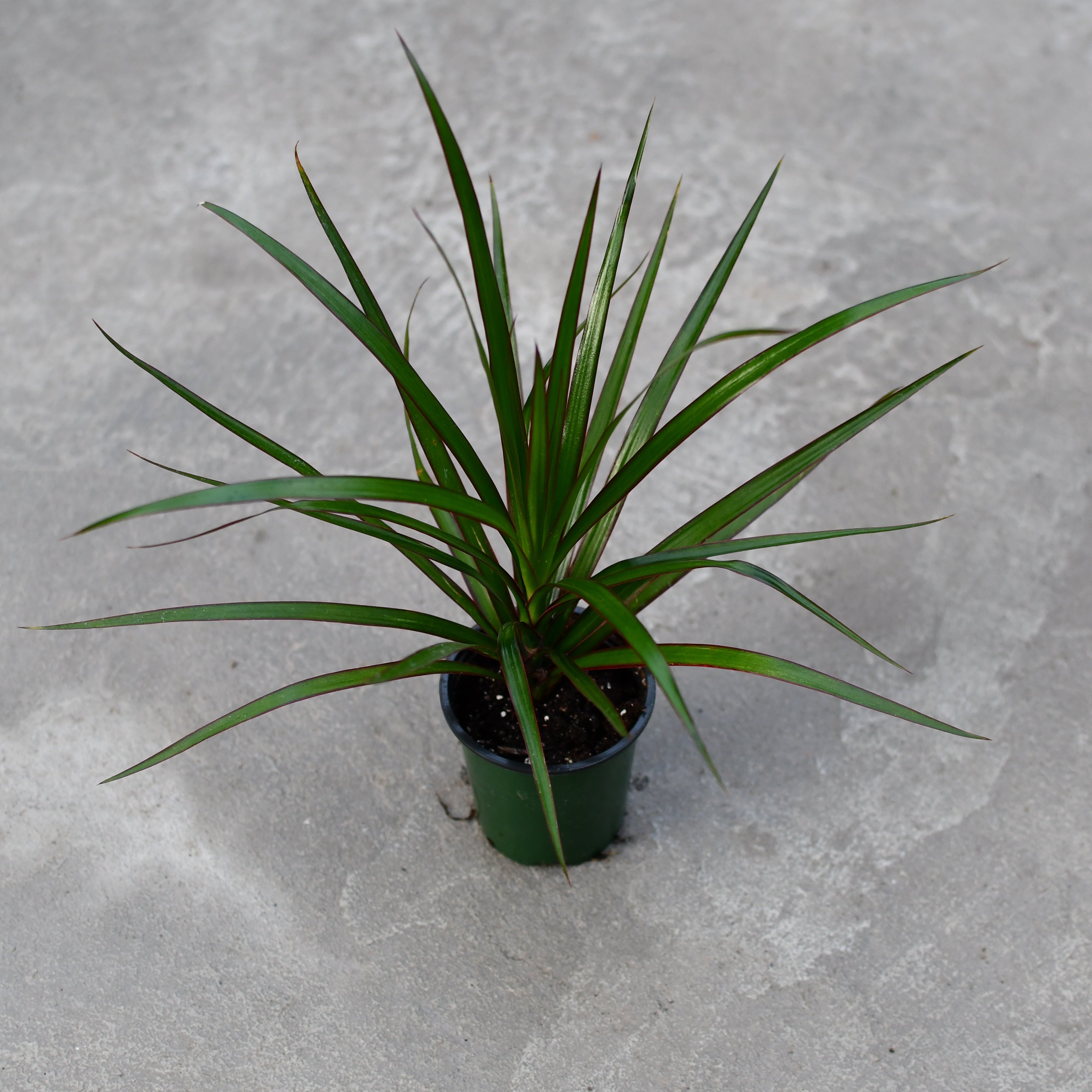 Dracaena marginata – Serres Lavoie