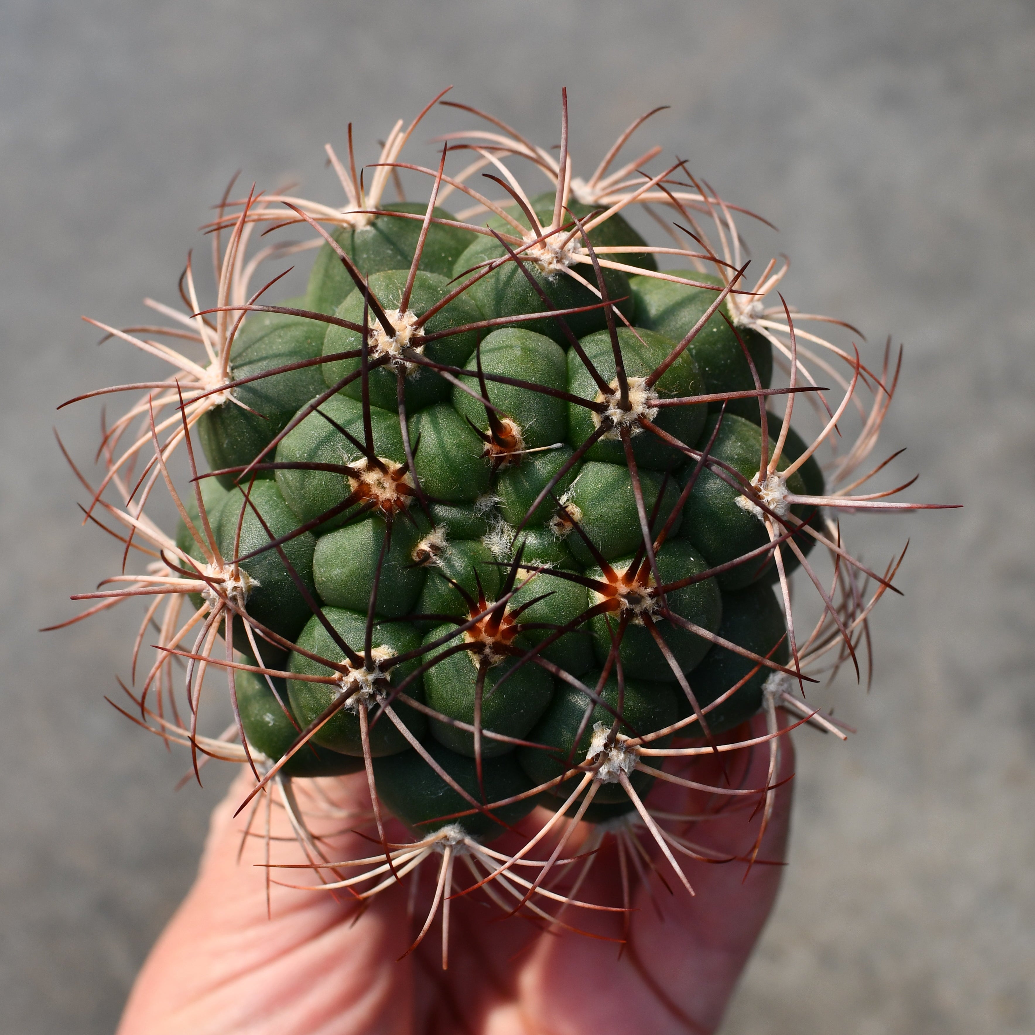 Gymnocalycium saglionis – Serres Lavoie
