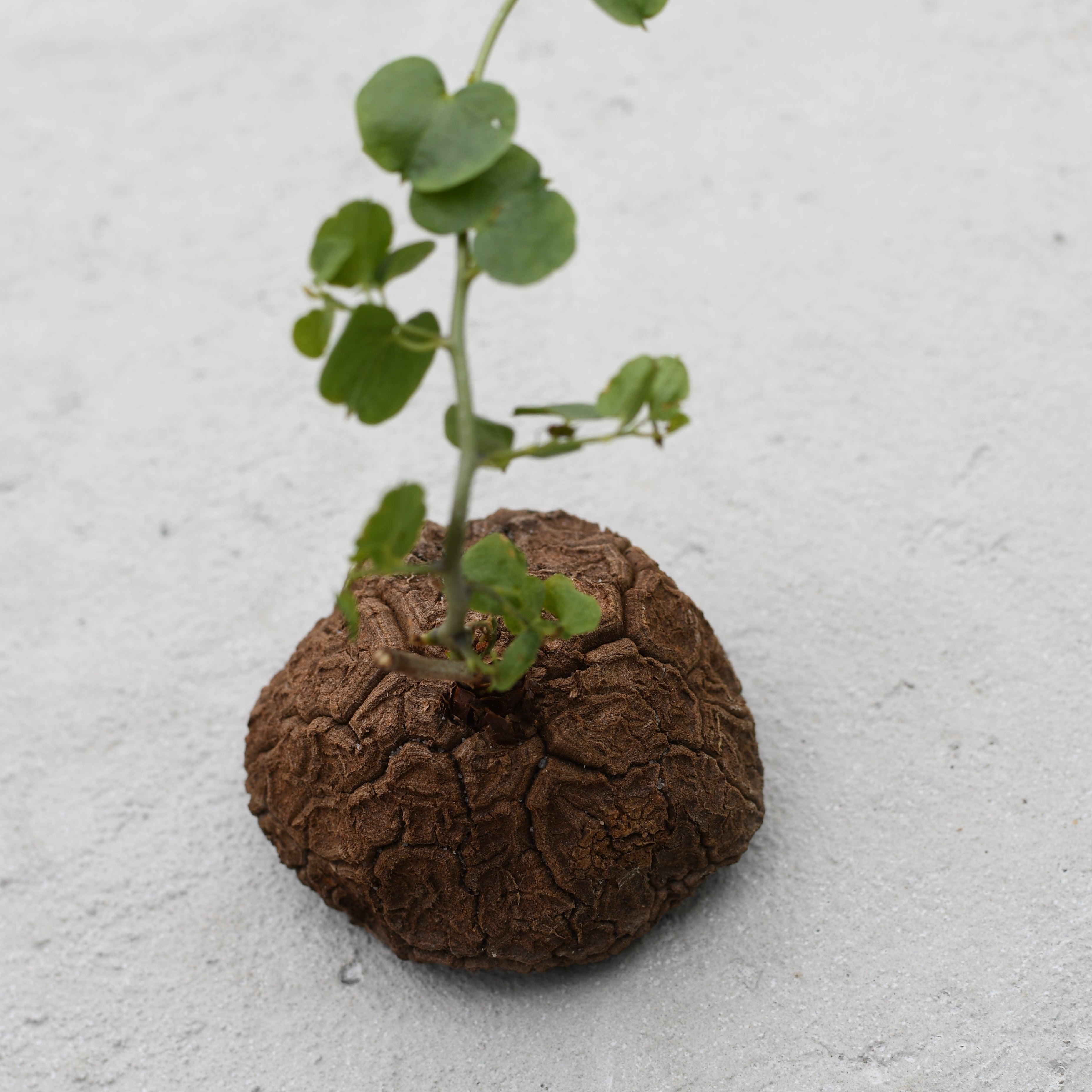 Dioscorea elephantipes – Serres Lavoie
