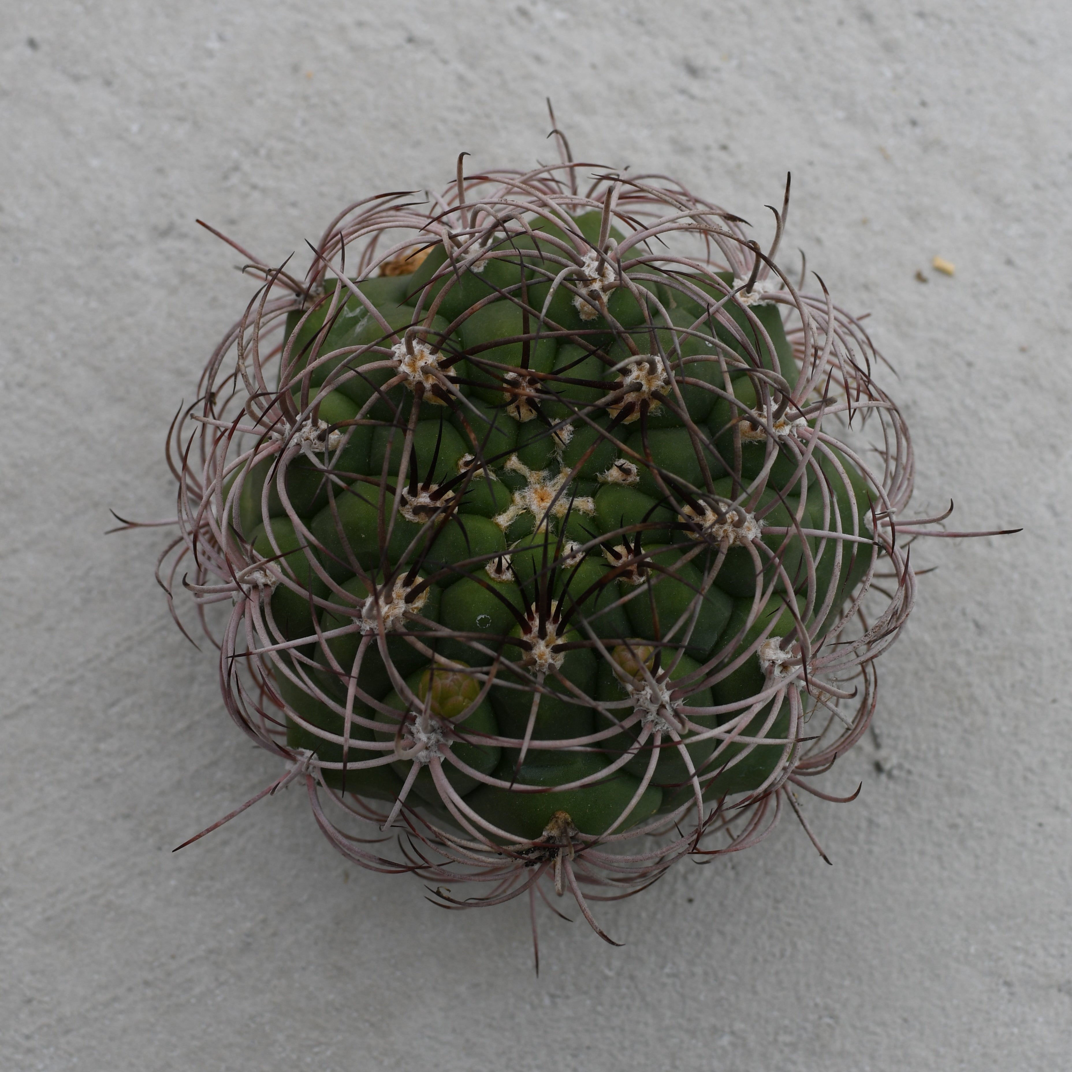 Gymnocalycium pflanzii – Serres Lavoie