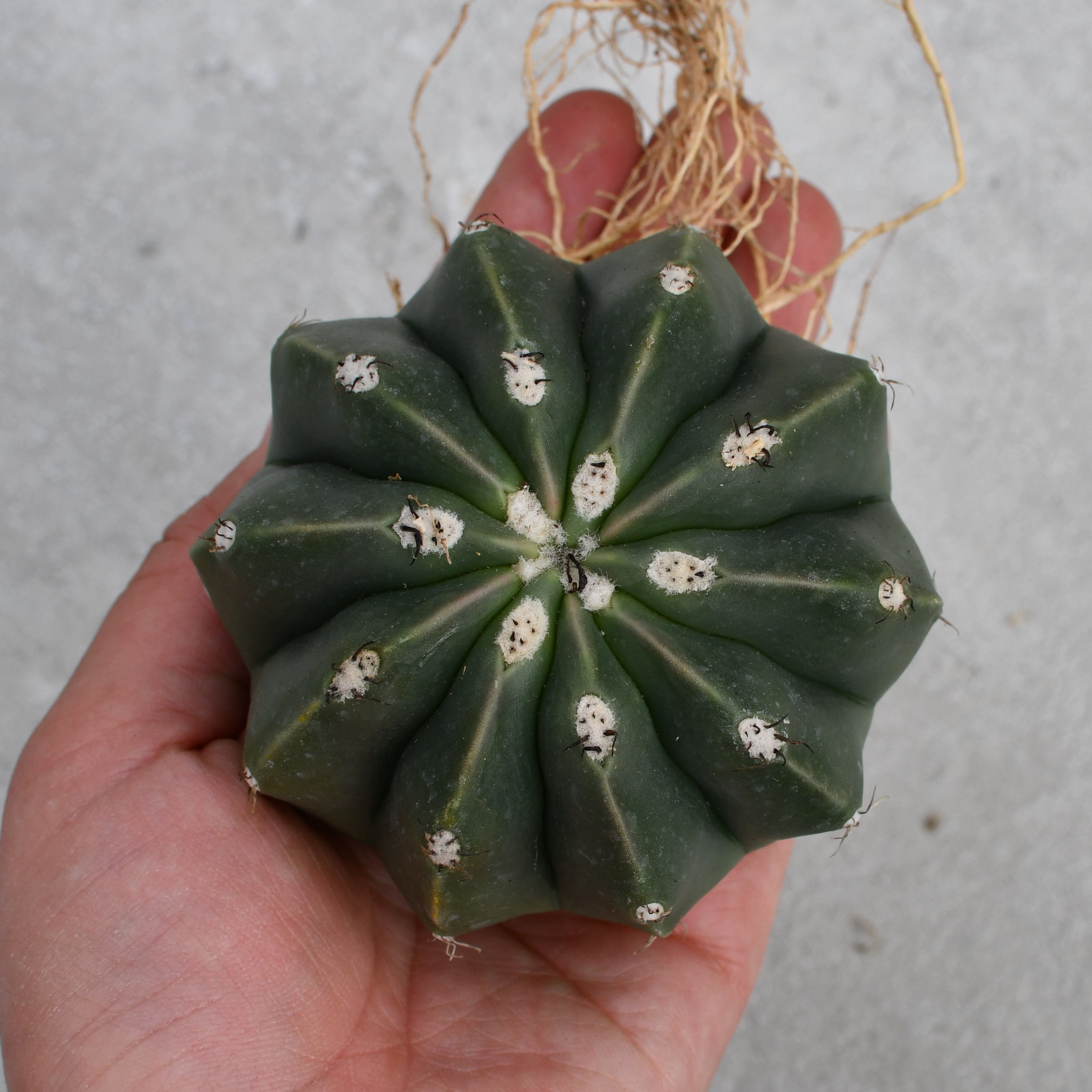 Melocactus maxonii var. inermis | Cacti