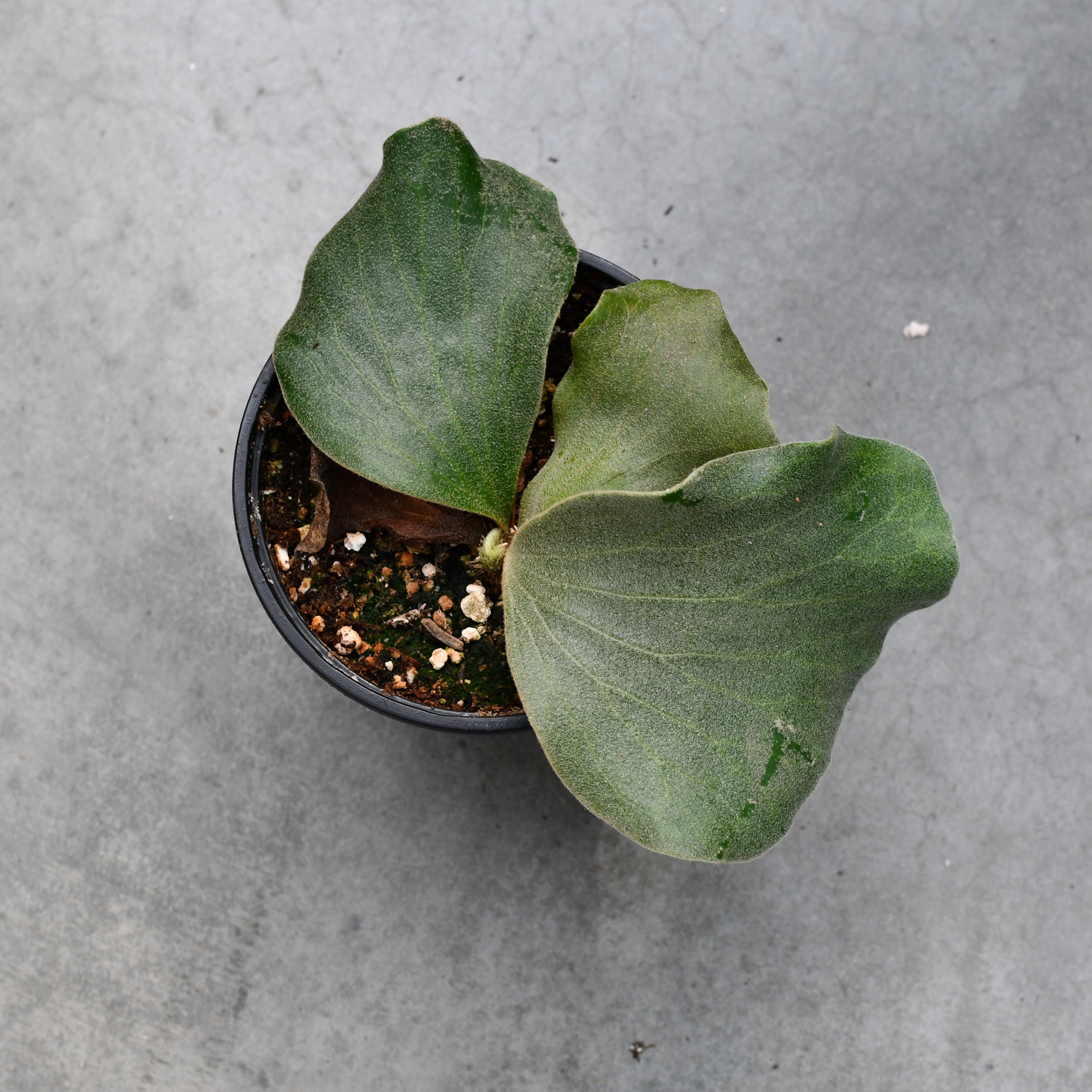 【親株】 P. Elephantotis. Platycerium elephantotis – Serres Lavoie