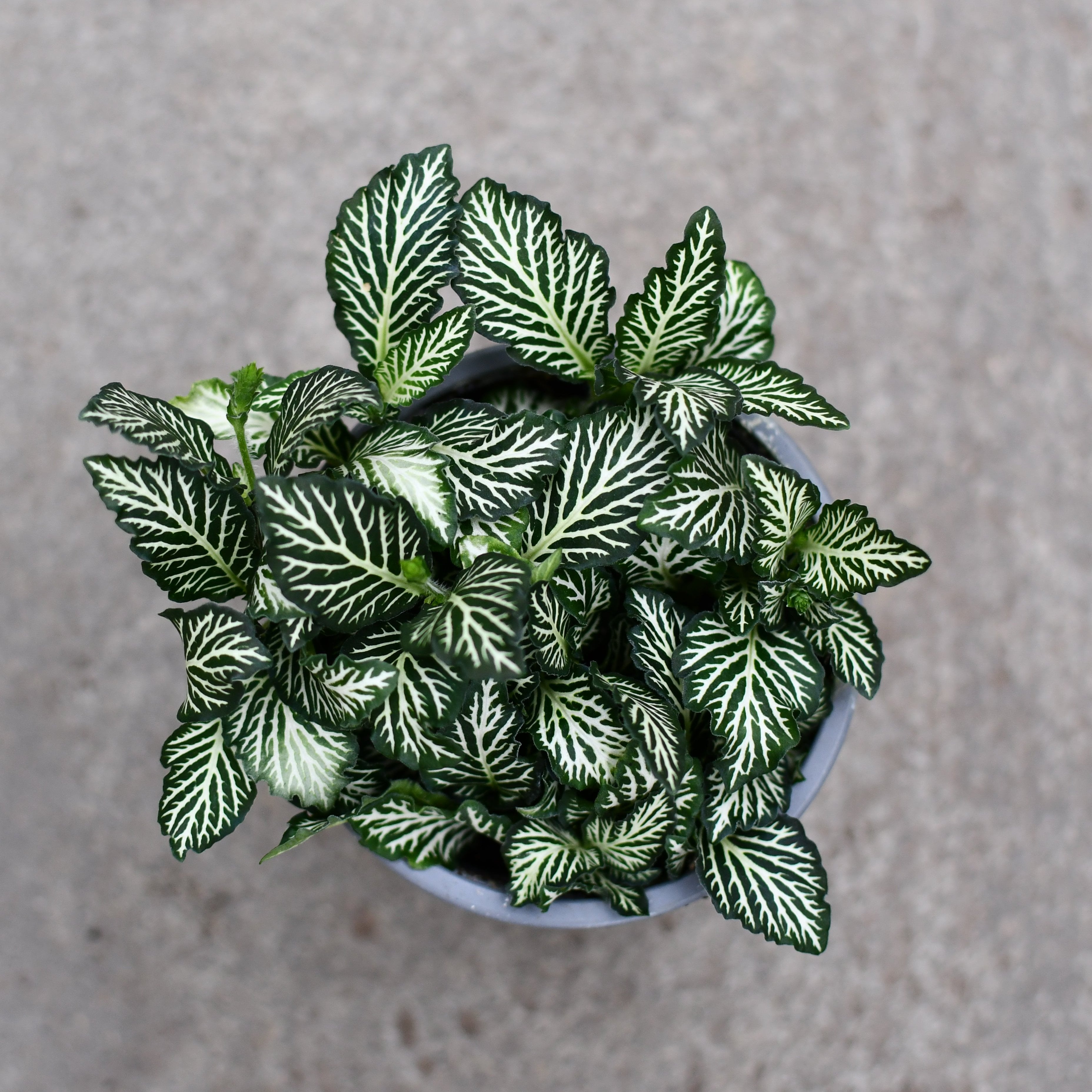 Fittonia Wit Hvid Tiger Mozaiekplantje Terrarie Plante Potmaat 8 main image 1