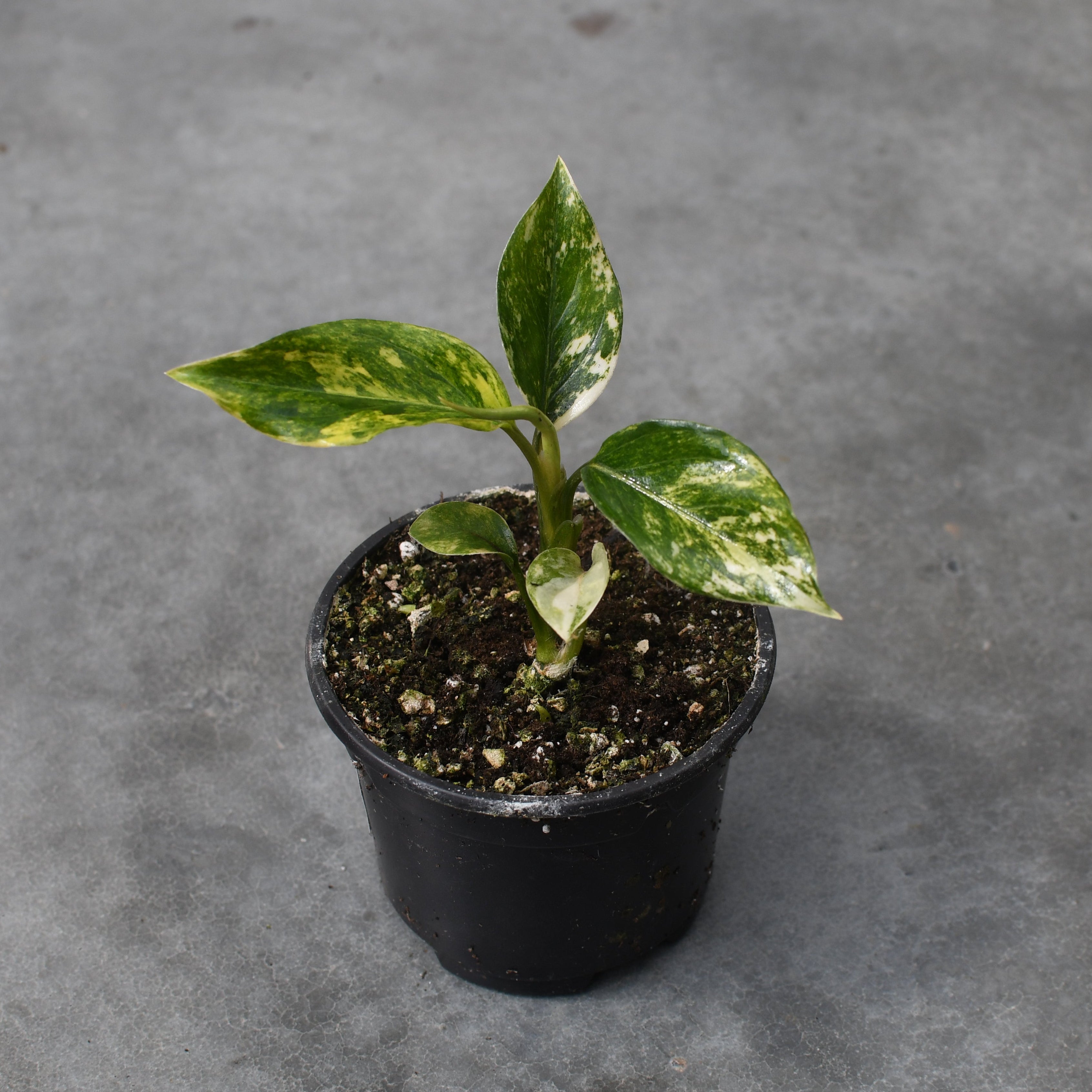 Aglaonema 'Khan Mak Chaw Wang' – Serres Lavoie
