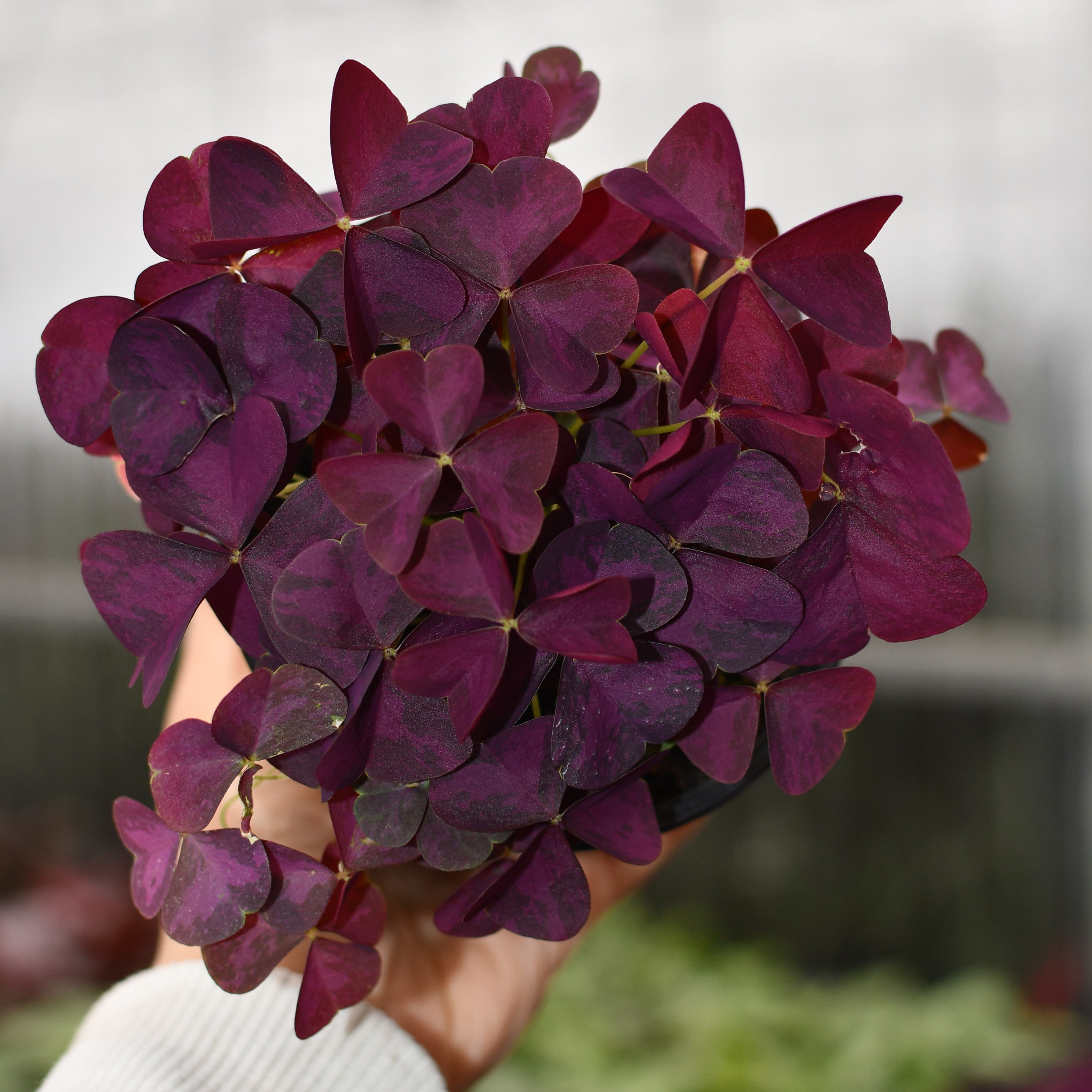charmed wine plant indoor Oxalis 'Charmed Wine' – Serres Lavoie