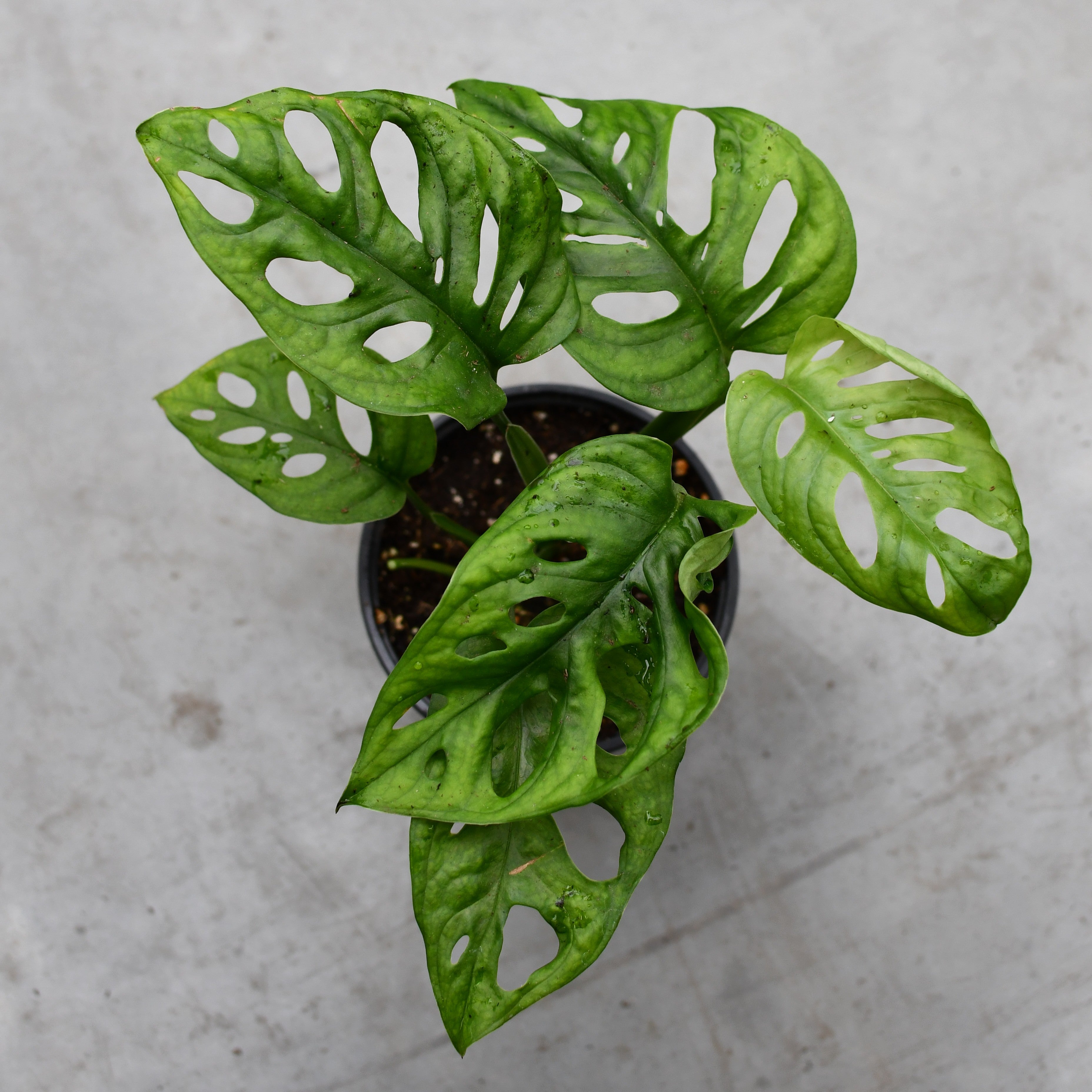 philodendron feuilles trouées Monstera adansonii – Serres Lavoie