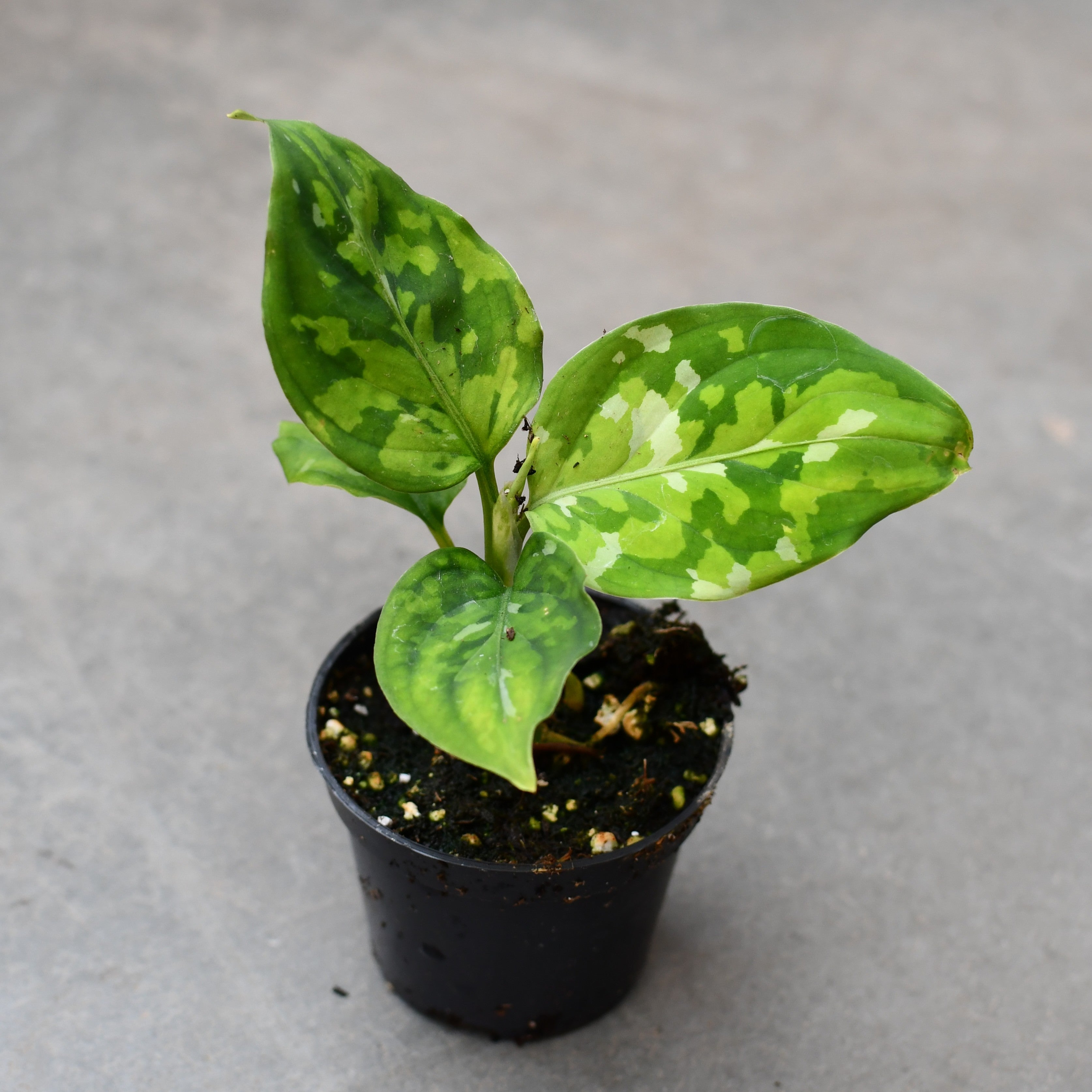 aglaonema pictum tricolor canada Aglaonema pictum tricolor | Tropical