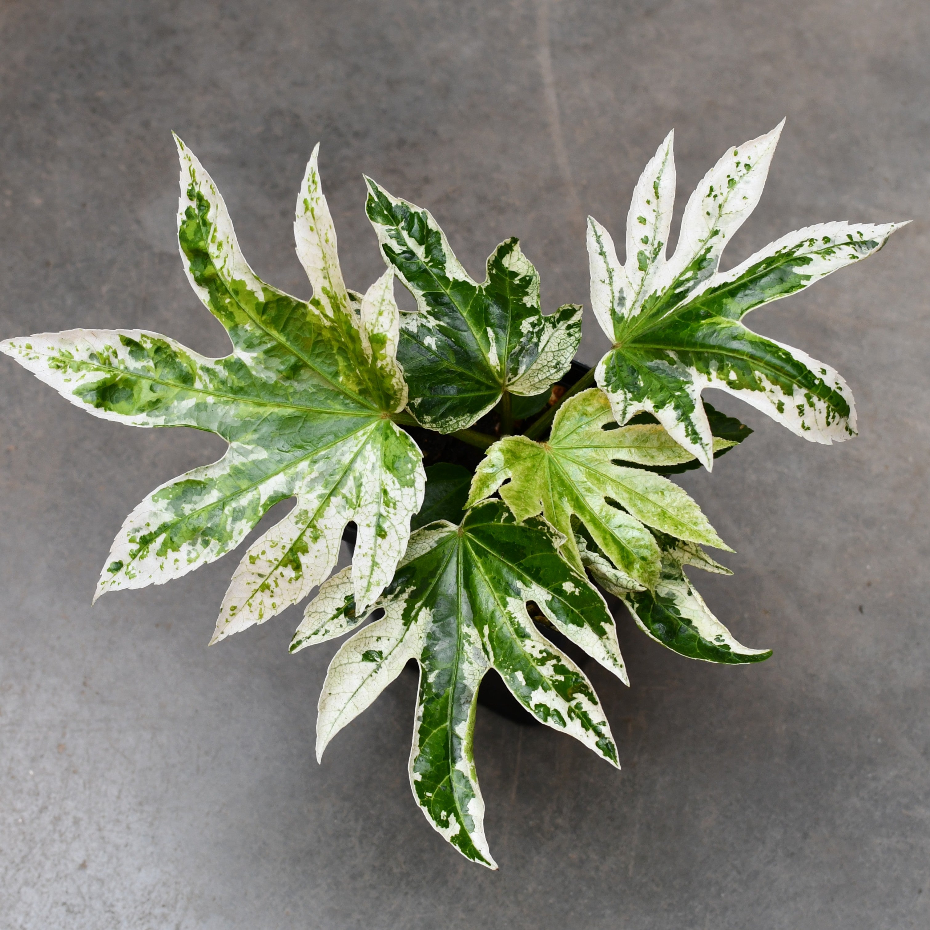 Fatsia japonica 'Spider's Web' – Serres Lavoie