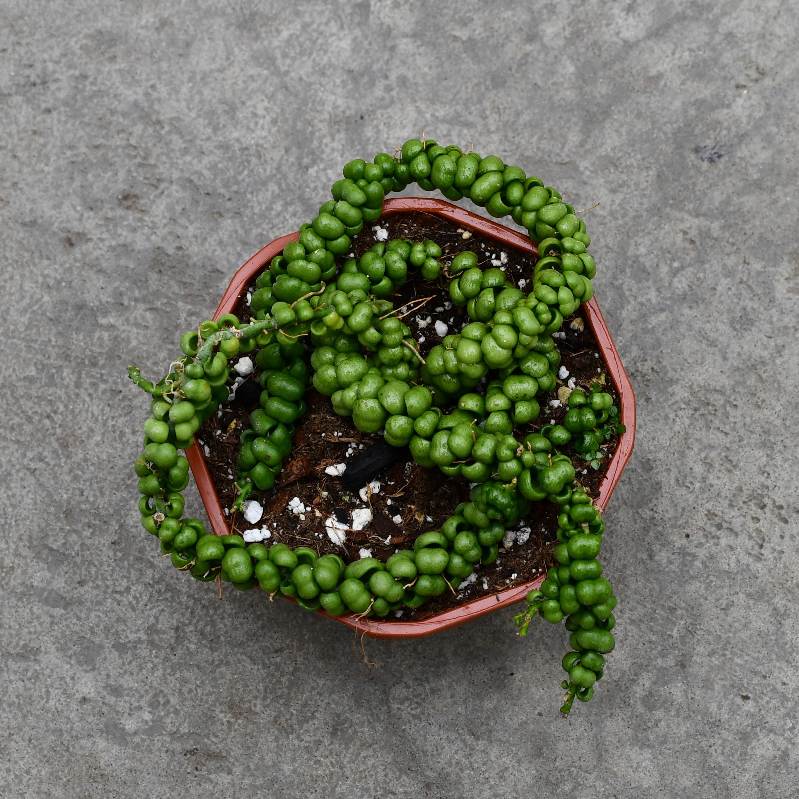 jade dragon plant Dischidia 'Jade Dragon' – Serres Lavoie