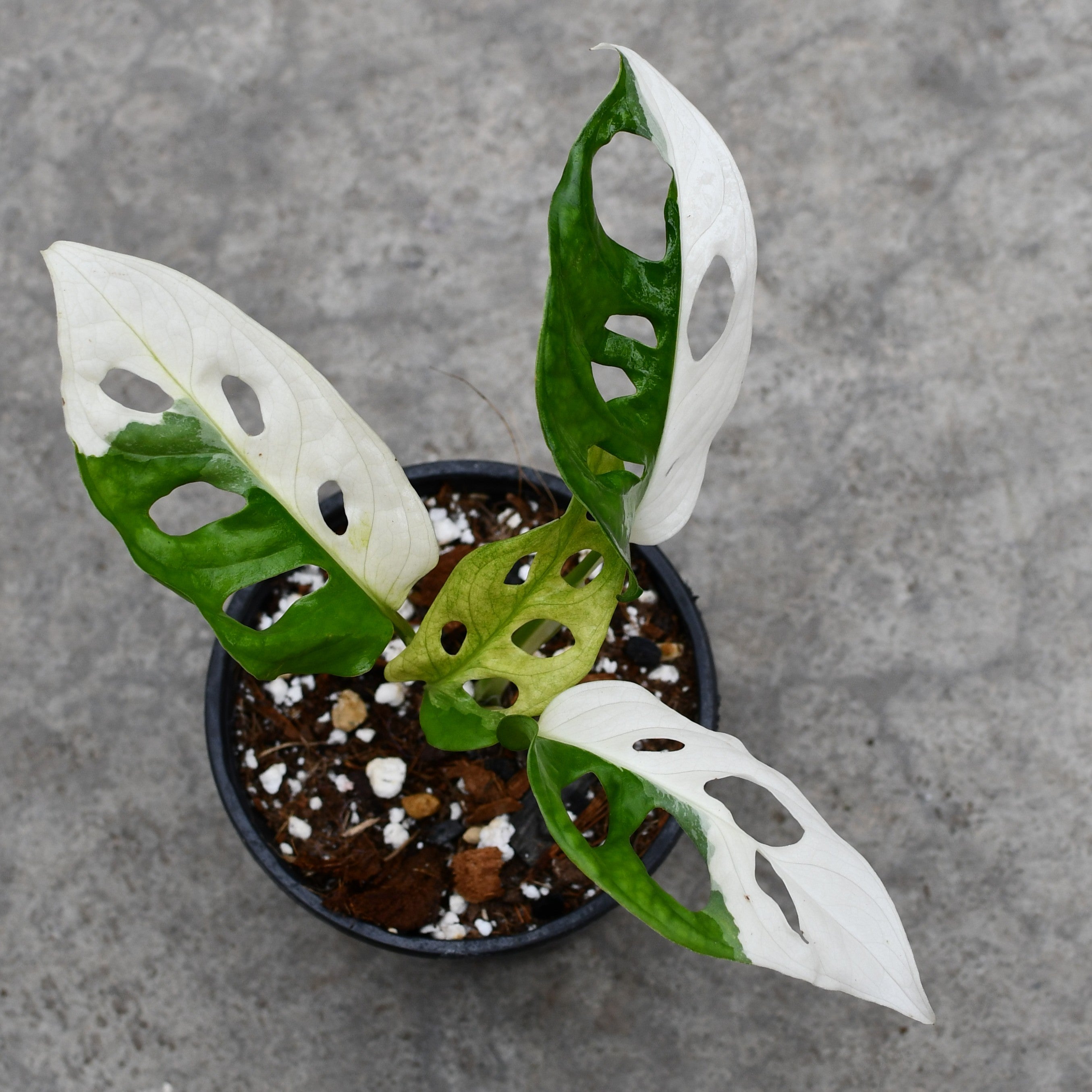 monstera adansonii singapore Monstera adansoni albo variegata – Serres Lavoie