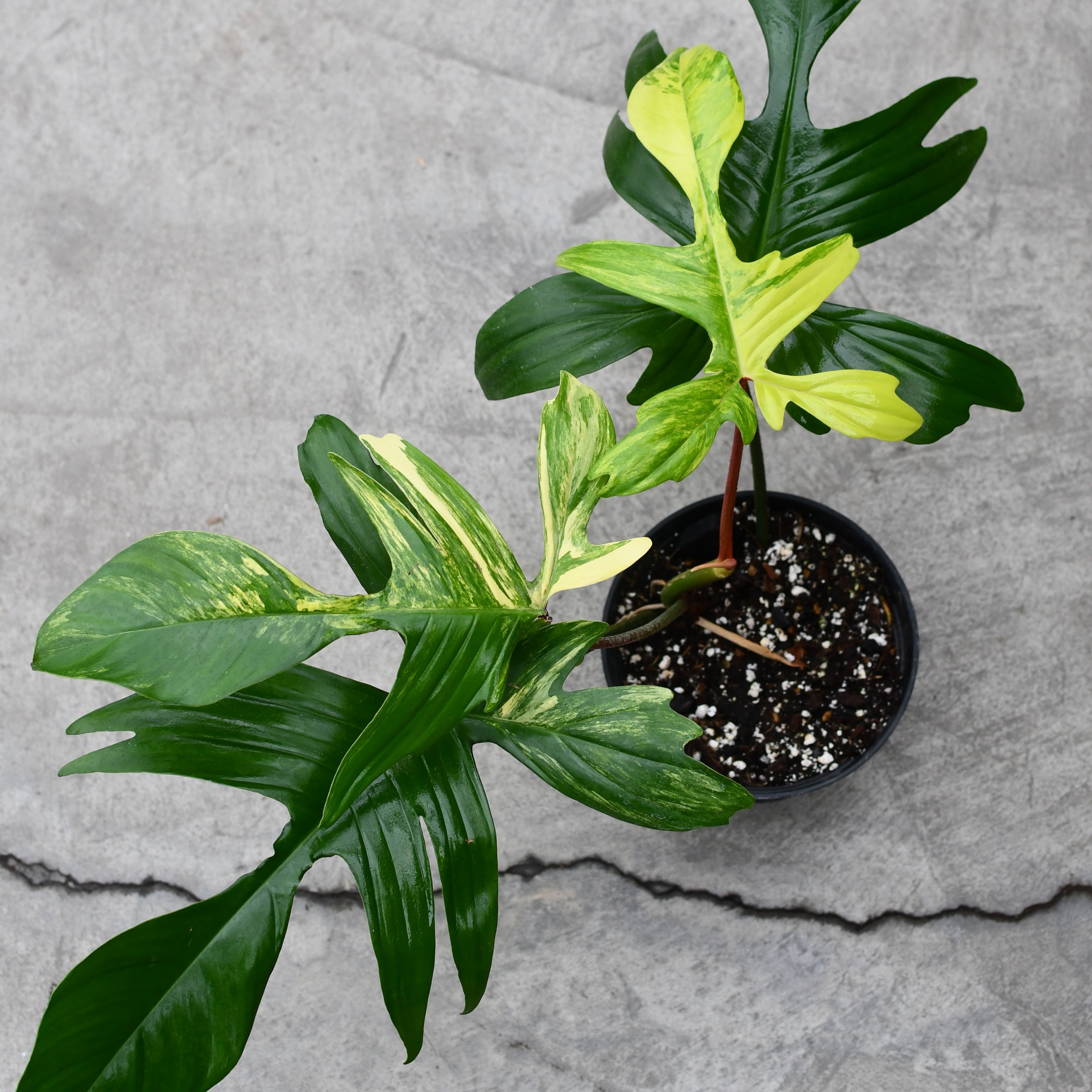 Philodendron 'Florida Beauty' – Serres Lavoie
