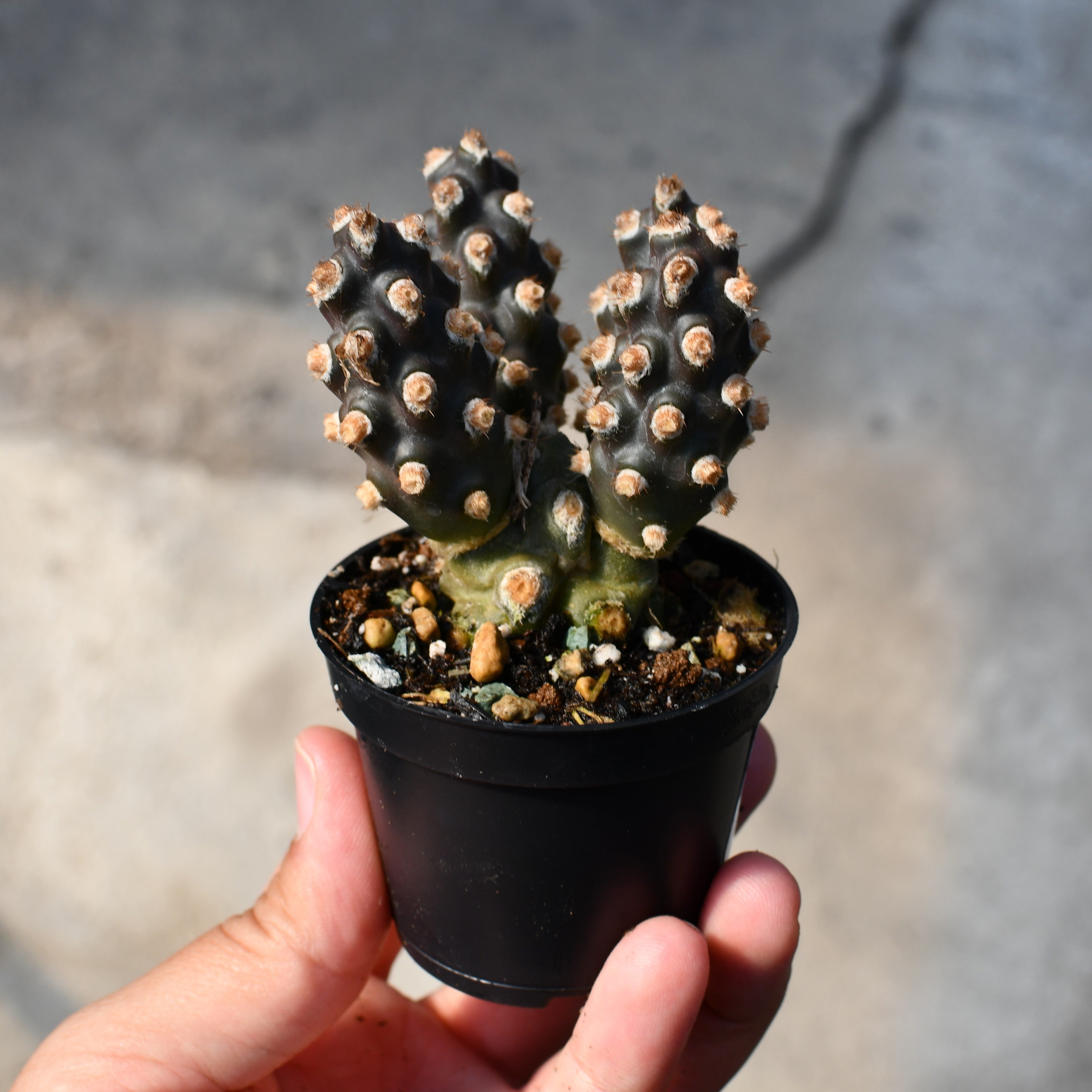 Tephrocactus molinensis – Serres Lavoie
