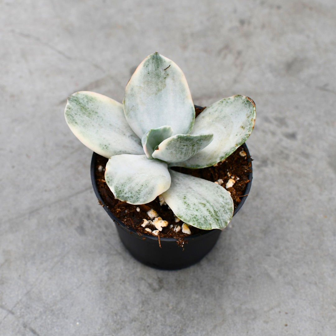 decora succulent Echeveria decora f. Variegata | Succulents