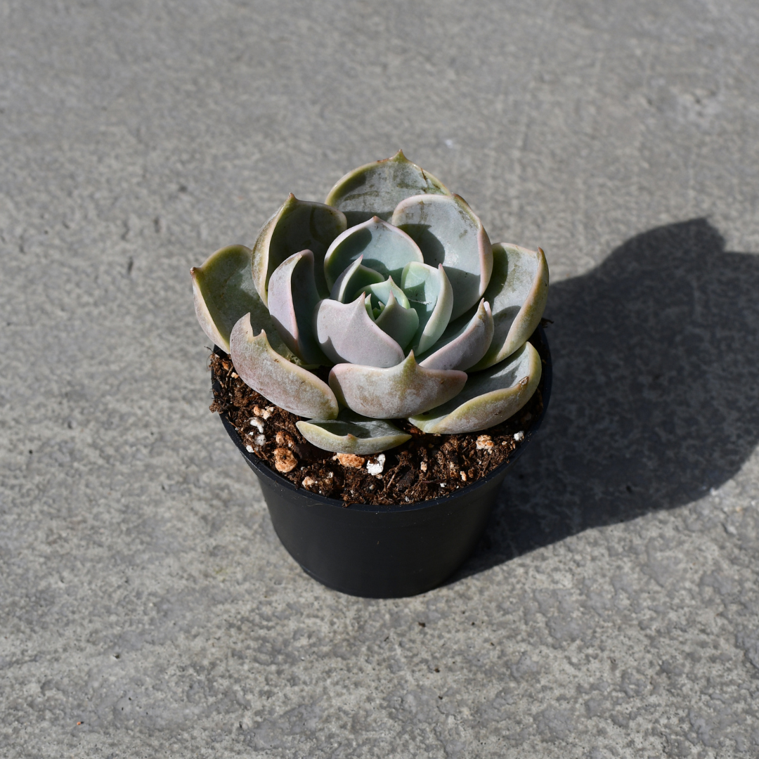 succulent lotus Echeveria 'Lotus' | Succulents