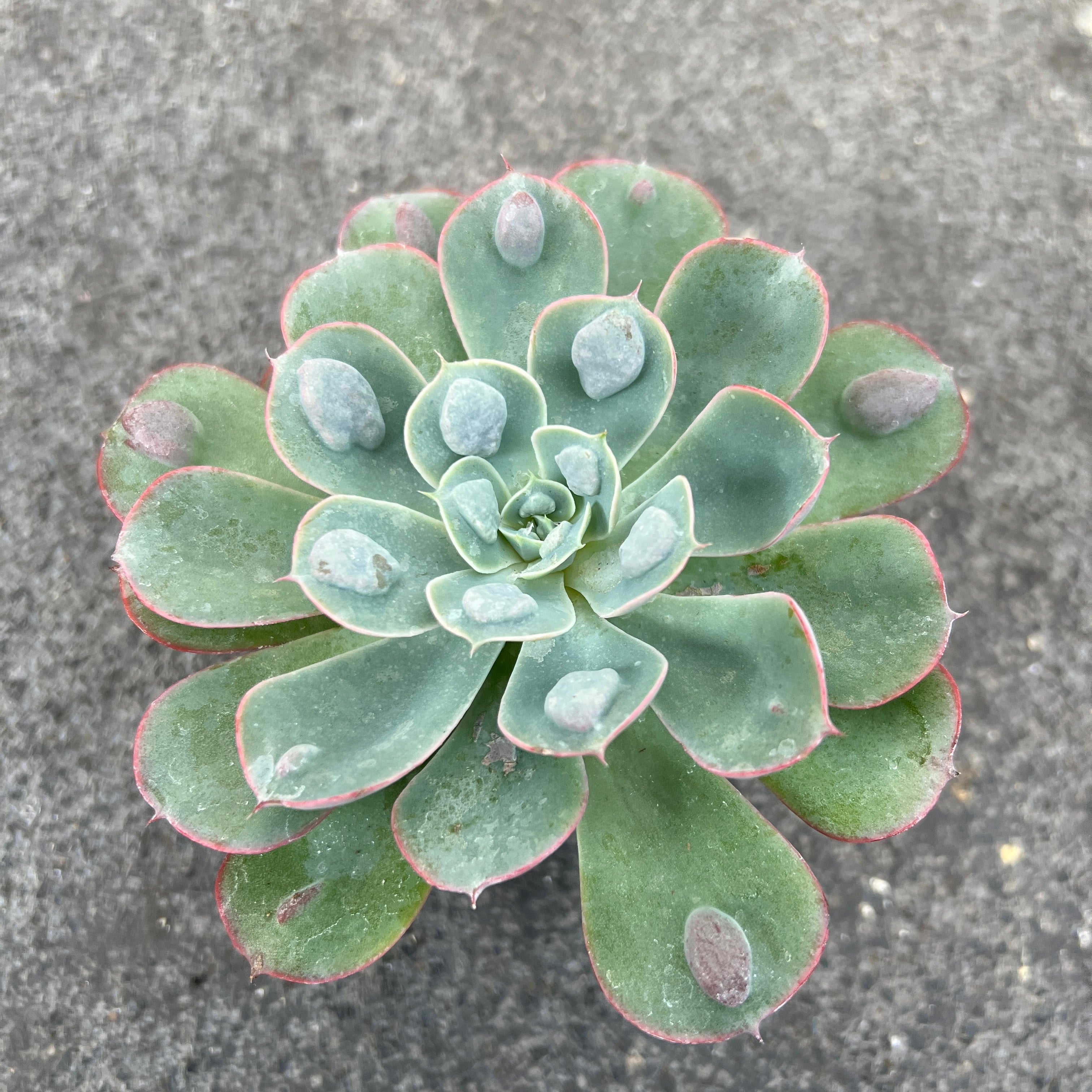 echeveria raindrops succulent Echeveria 'Raindrops' | Succulents