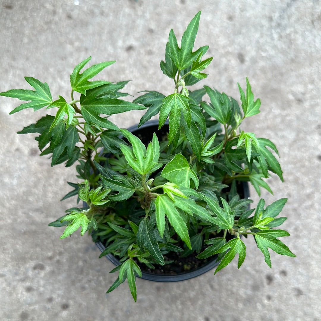 Hedera helix 'Itsy-Bitsy' – Serres Lavoie