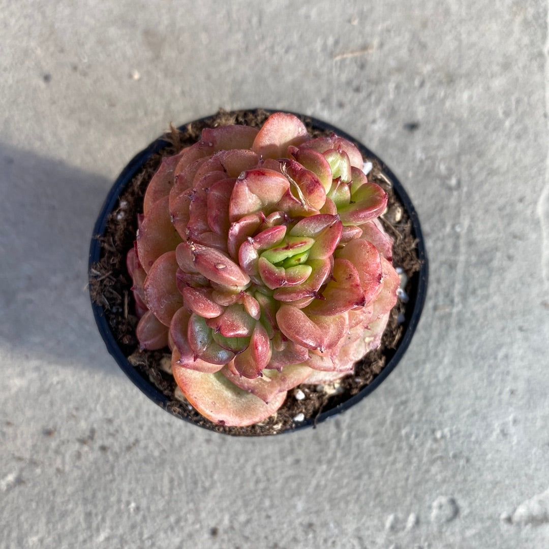 apple blossom succulent Echeveria Apple blossom – Serres Lavoie