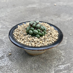 Conophytum minimum avec pot décoratif