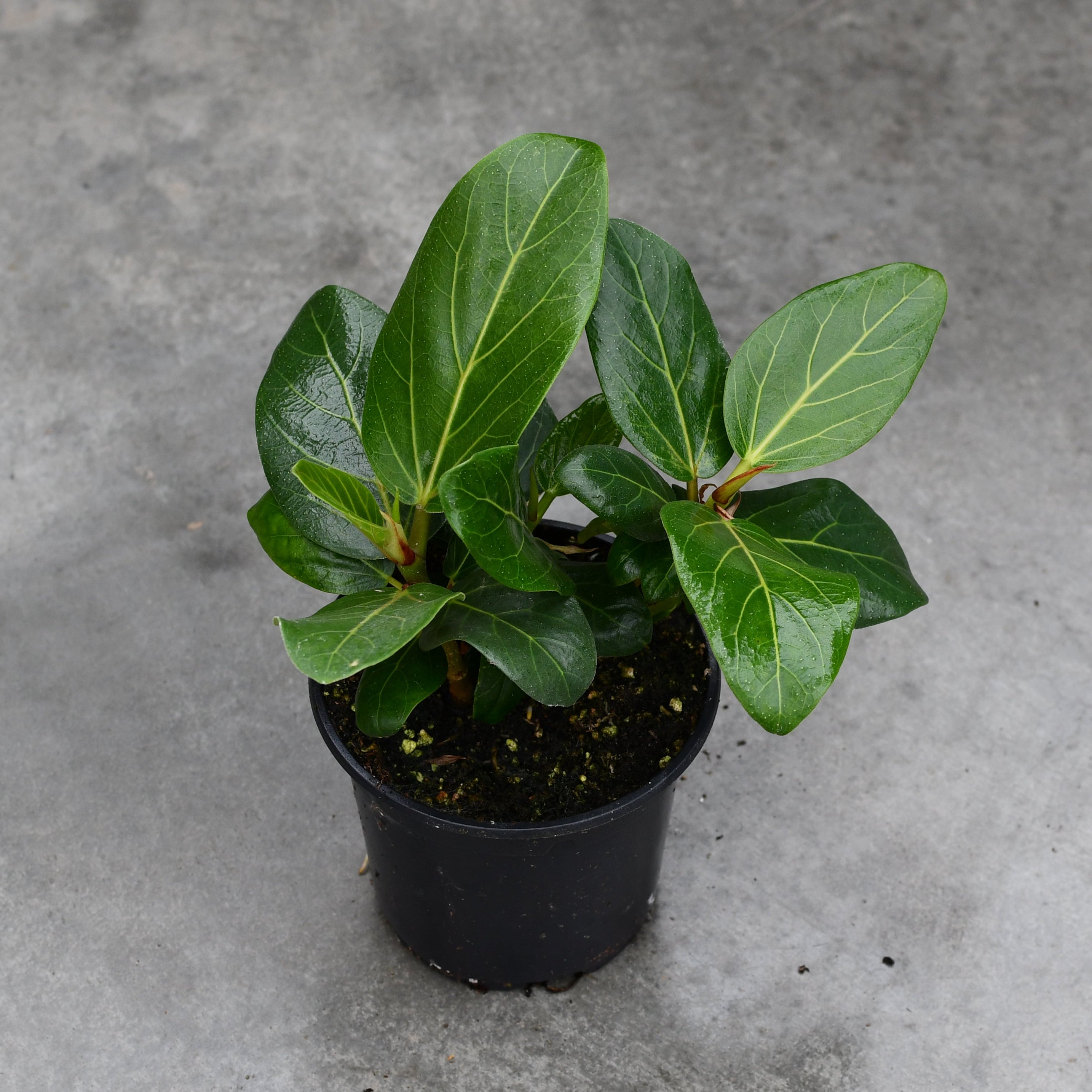baby ficus audrey Ficus benghalensis 'Audrey' – Serres Lavoie