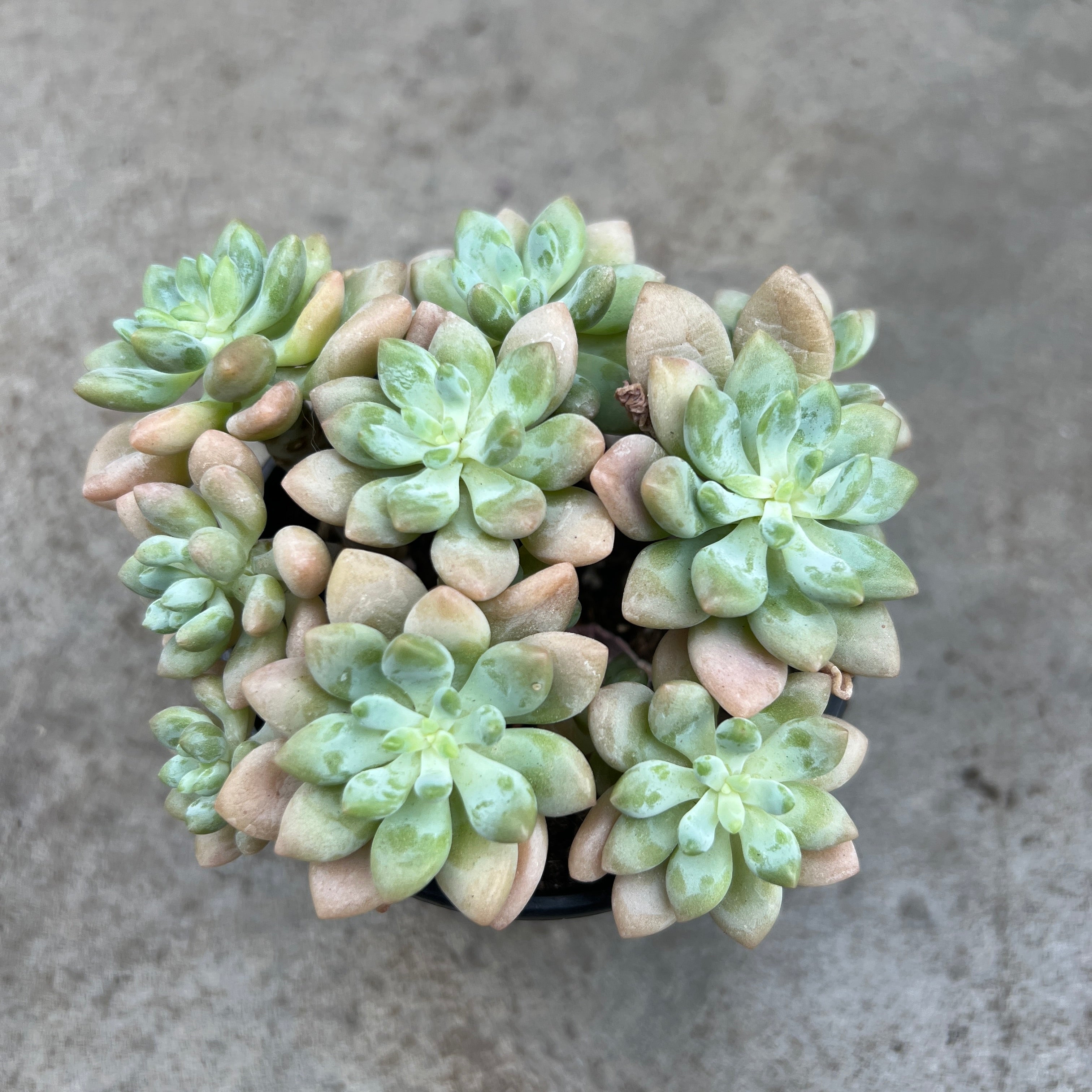 cheese succulent Echeveria 'Cheese Cake' – Serres Lavoie
