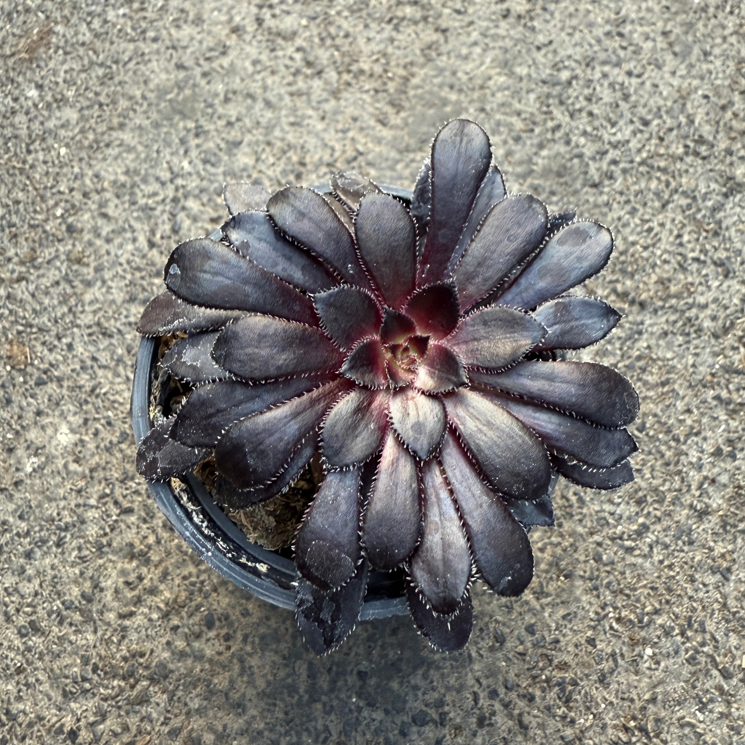 aeonium schwarzkopf succulent Aeonium arboreum var. Atropurpureum cv. Schwarzkopf | Succulents
