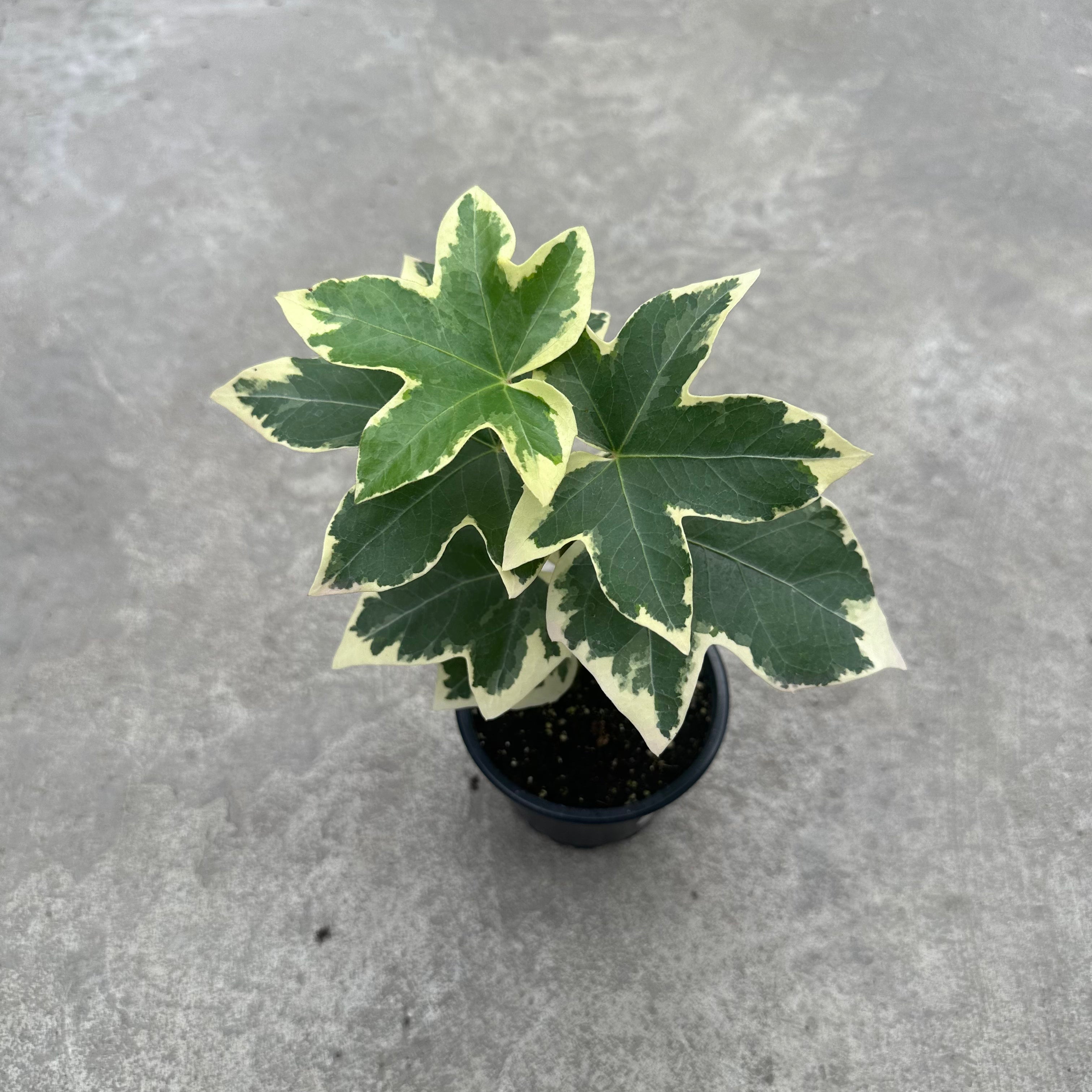 fatshedera indoor plant Fatshedera lizei 'Pia' – Serres Lavoie