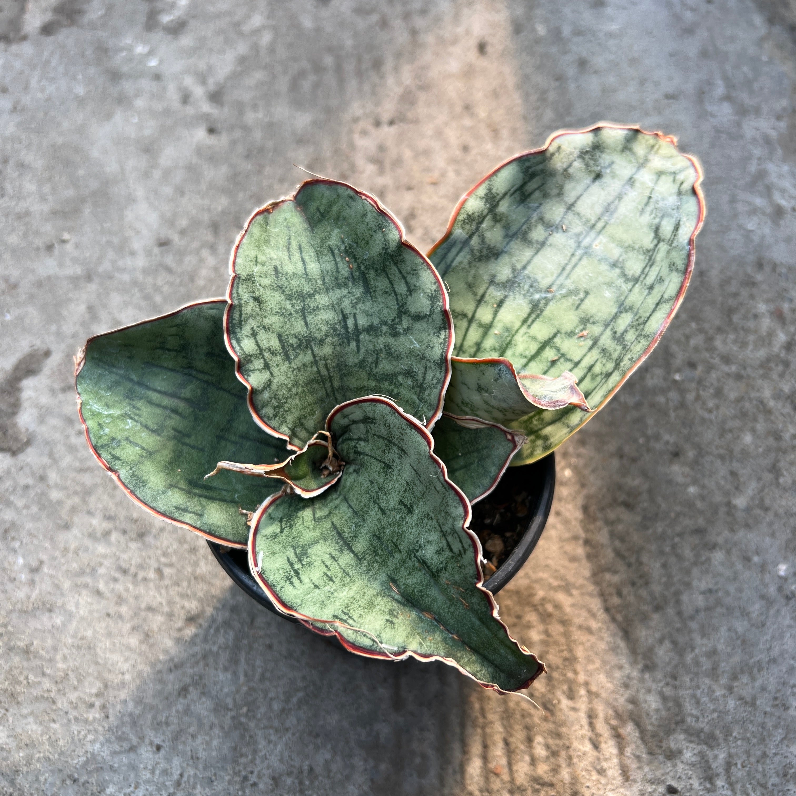 sansevieria kirkii silver blue for sale Sansevieria kirkii cv. Silver Blue – Serres Lavoie