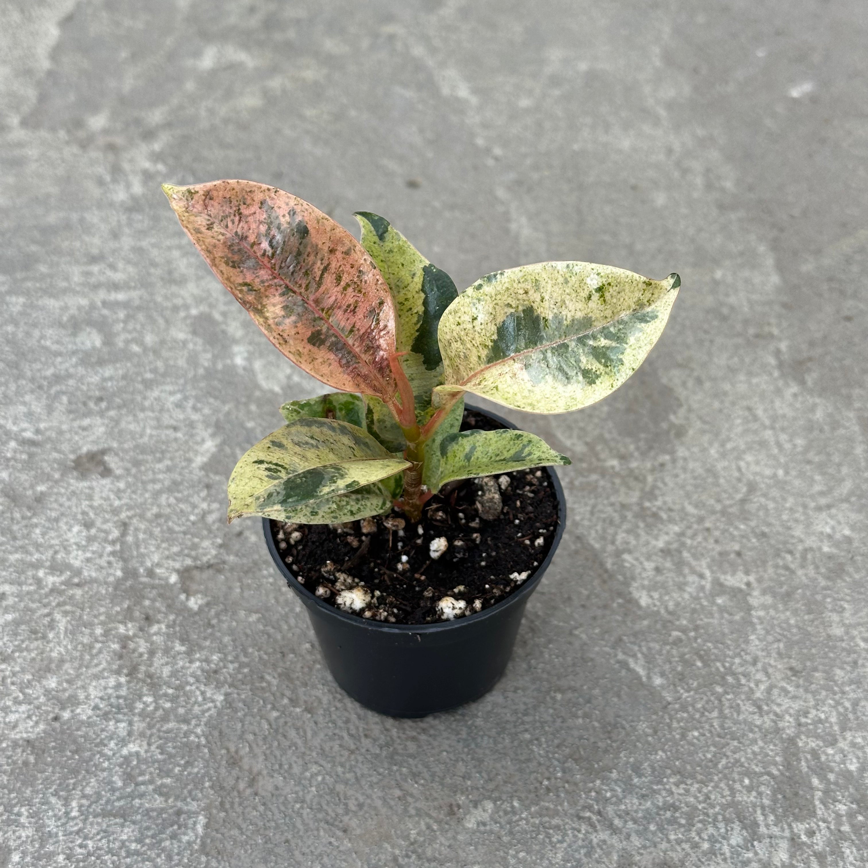 moonshine rubber tree Ficus elastica 'Shivereana Moonshine' | Tropical