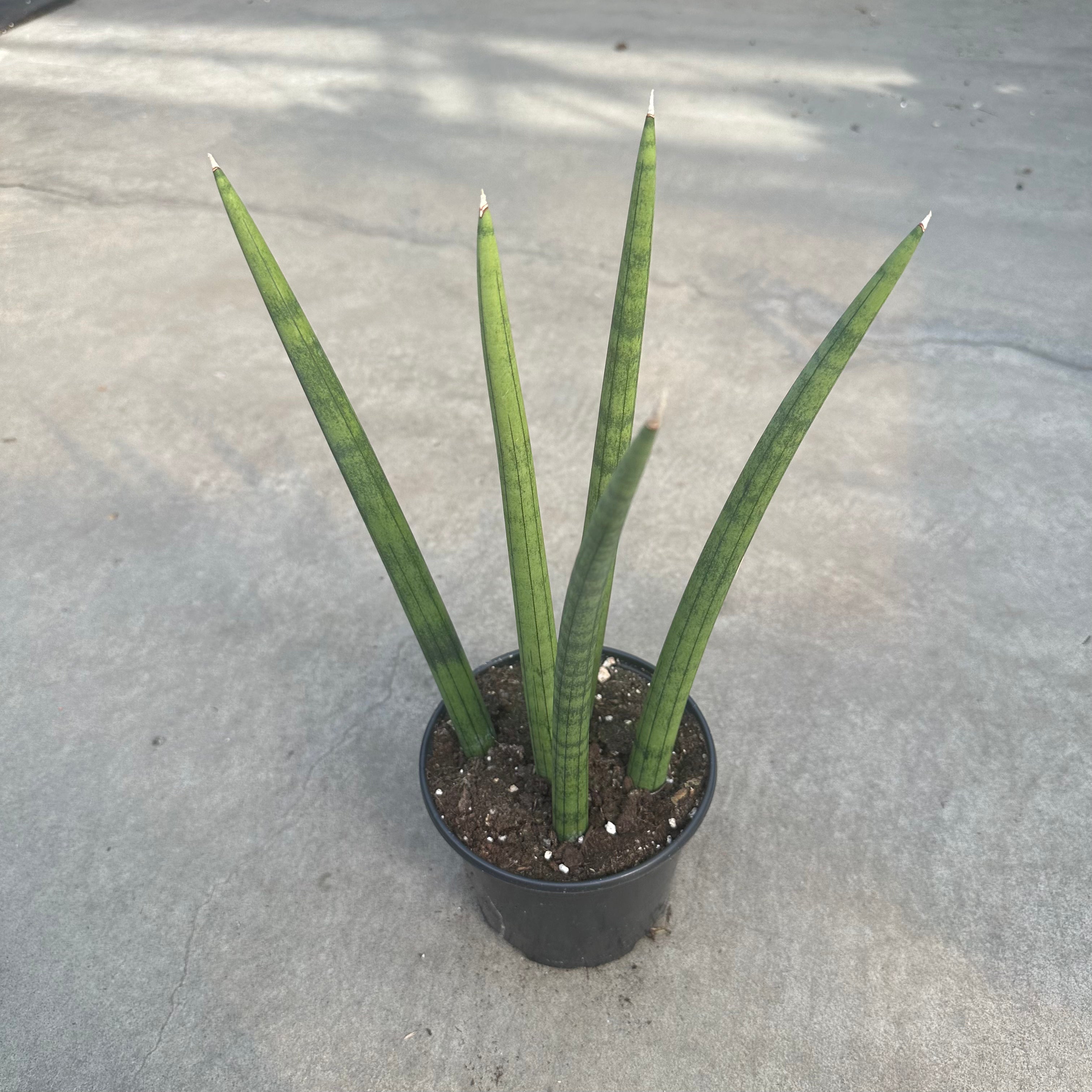 snake fingers plant Sansevieria Dragon Fingers – Serres Lavoie