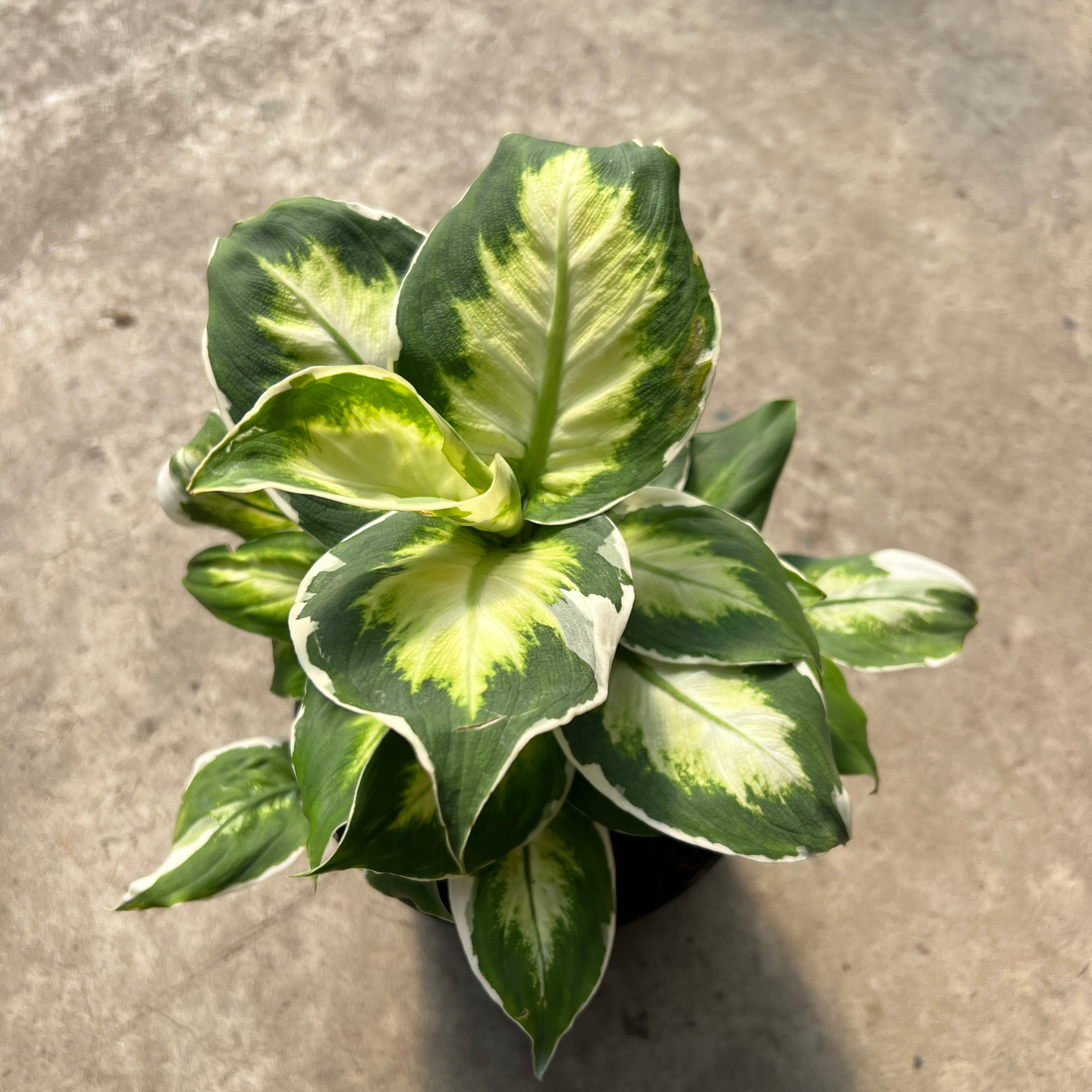 dieffenbachia cool beauty Dieffenbachia white beauty variegata – Serres Lavoie
