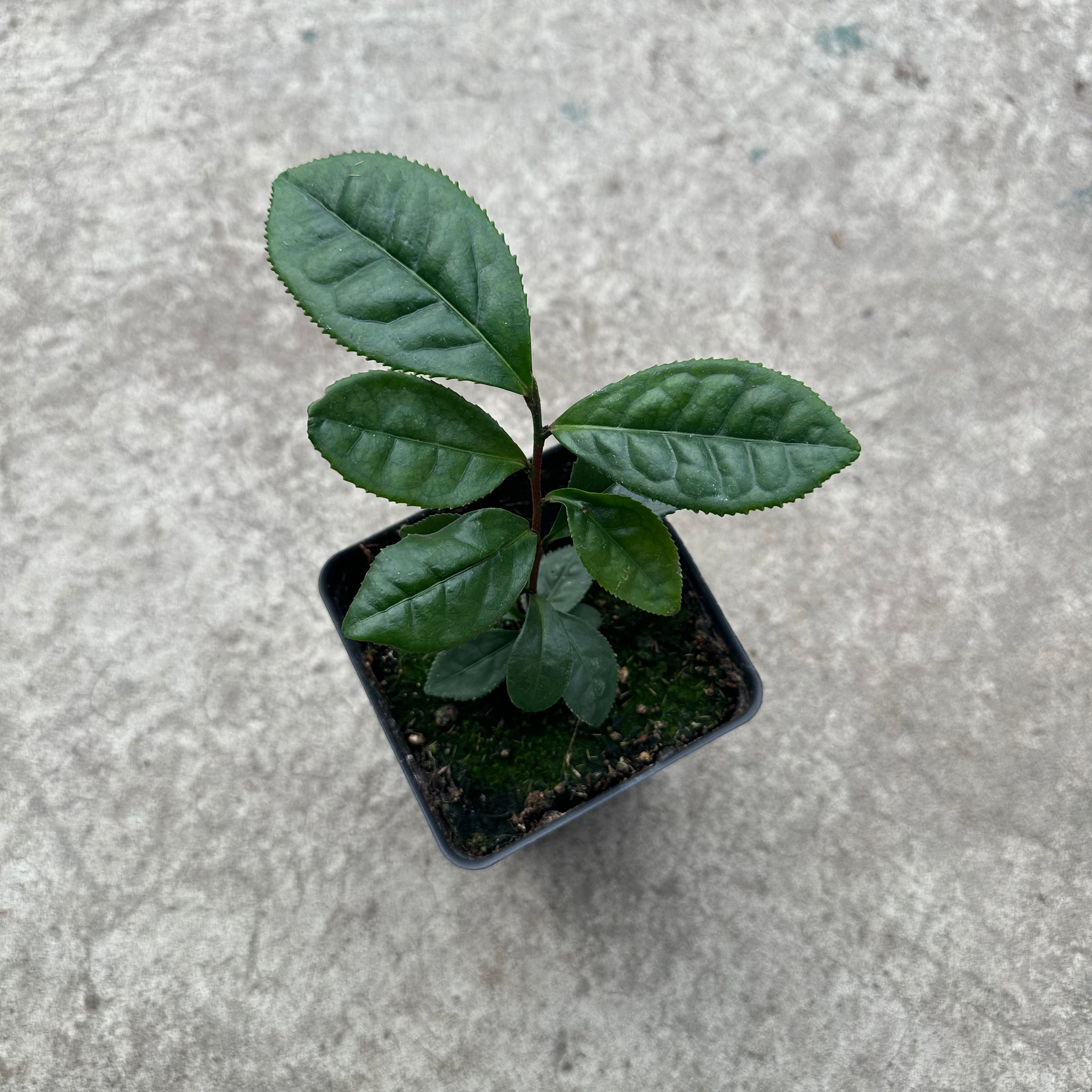 is green tea good for indoor plants Camellia sinensis 'Green tea' – Serres Lavoie