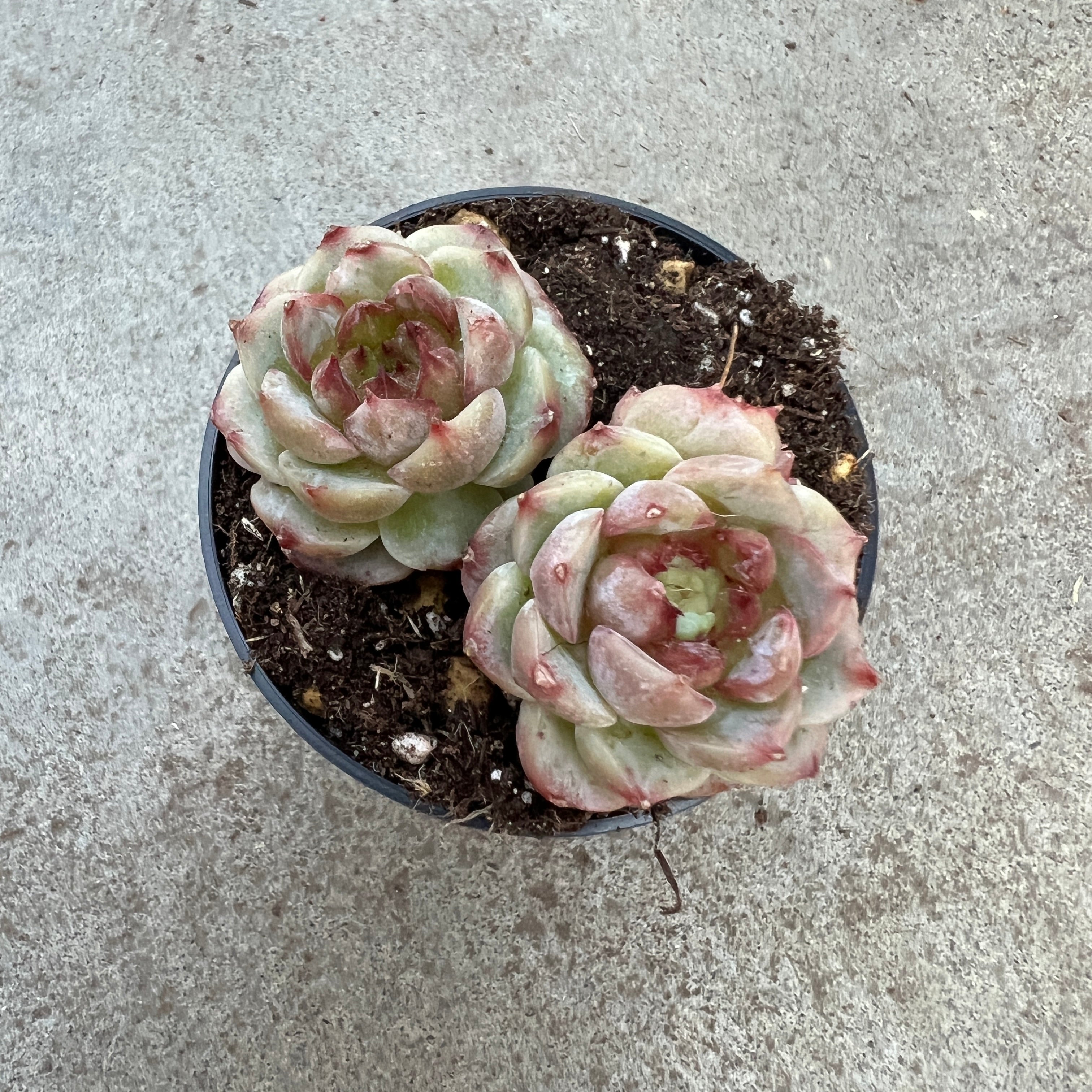 velvety succulent Echeveria 'Hearth delight' | Succulents