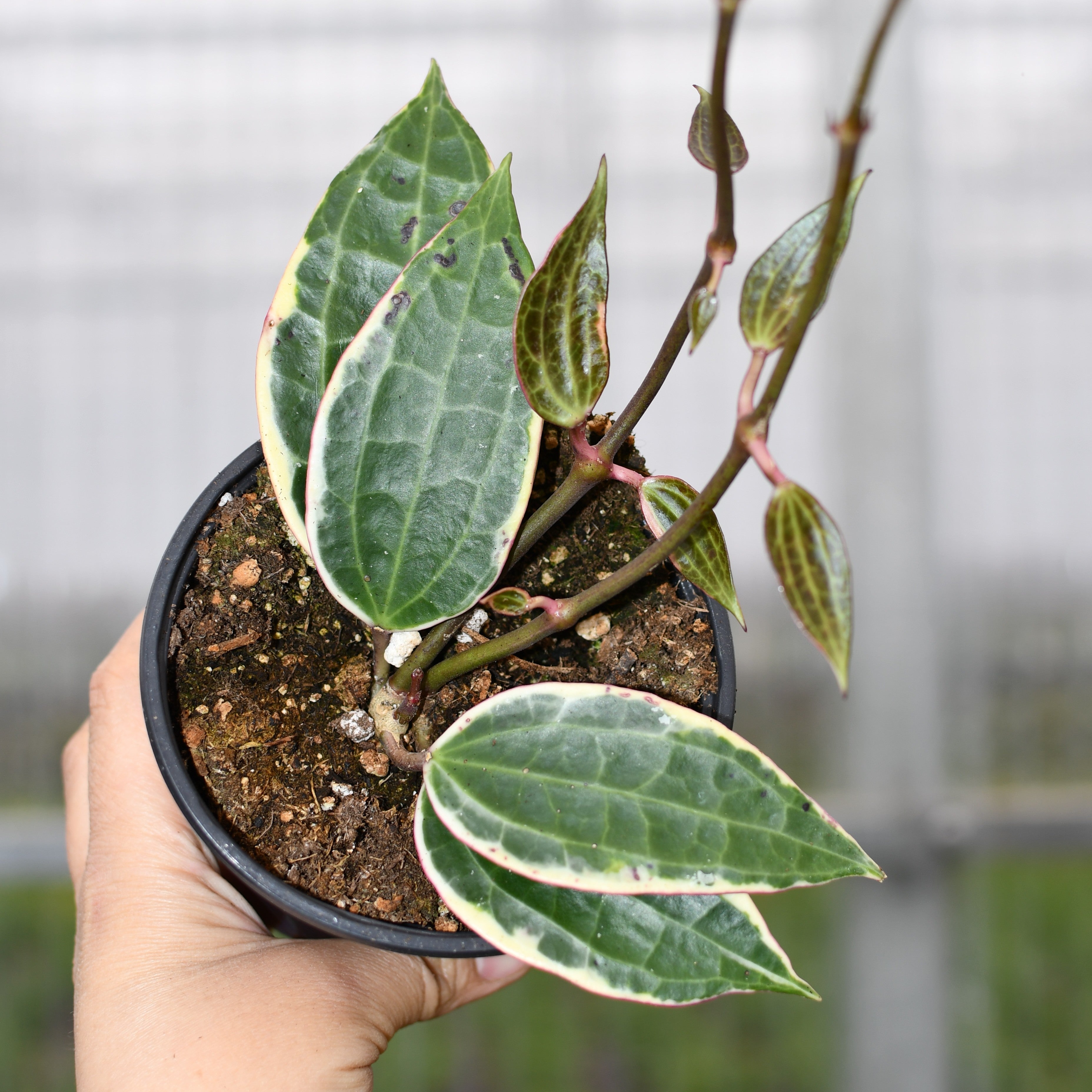Hoya latifolia f. albomarginata – Serres Lavoie