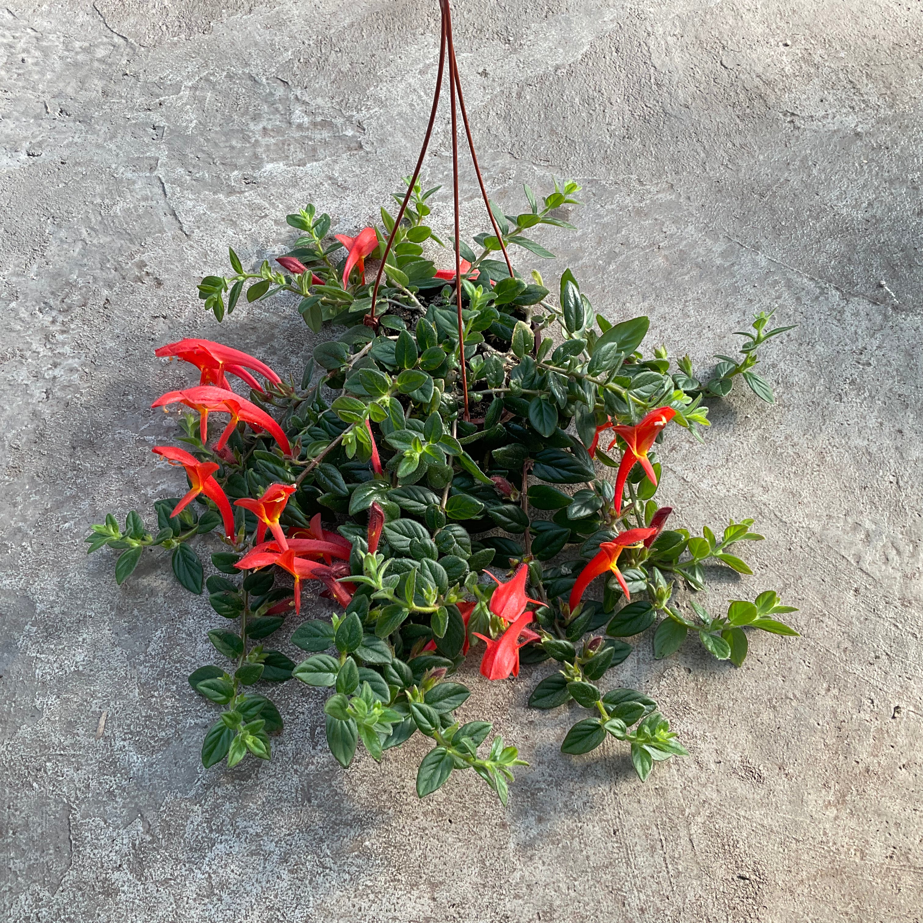 Columnea 'Orange Sherbet' – Serres Lavoie