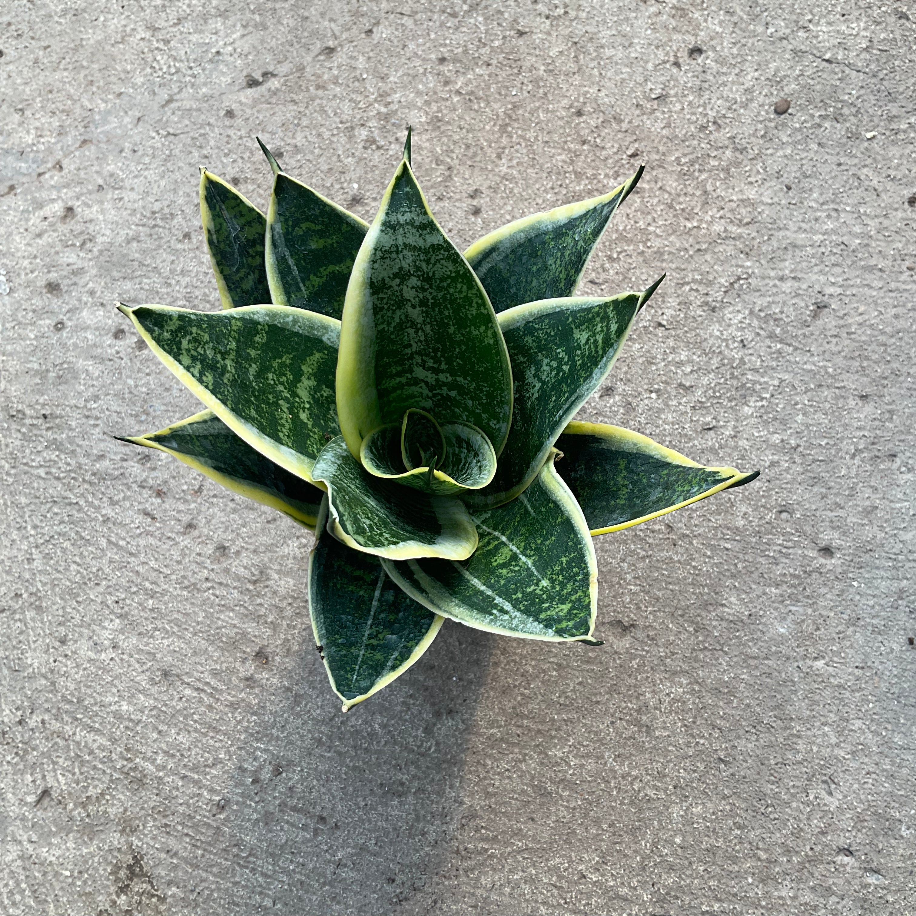 sansevieria hahnii laurentii Sansevieria hahnii 'Laurentii Dwarf' – Serres Lavoie